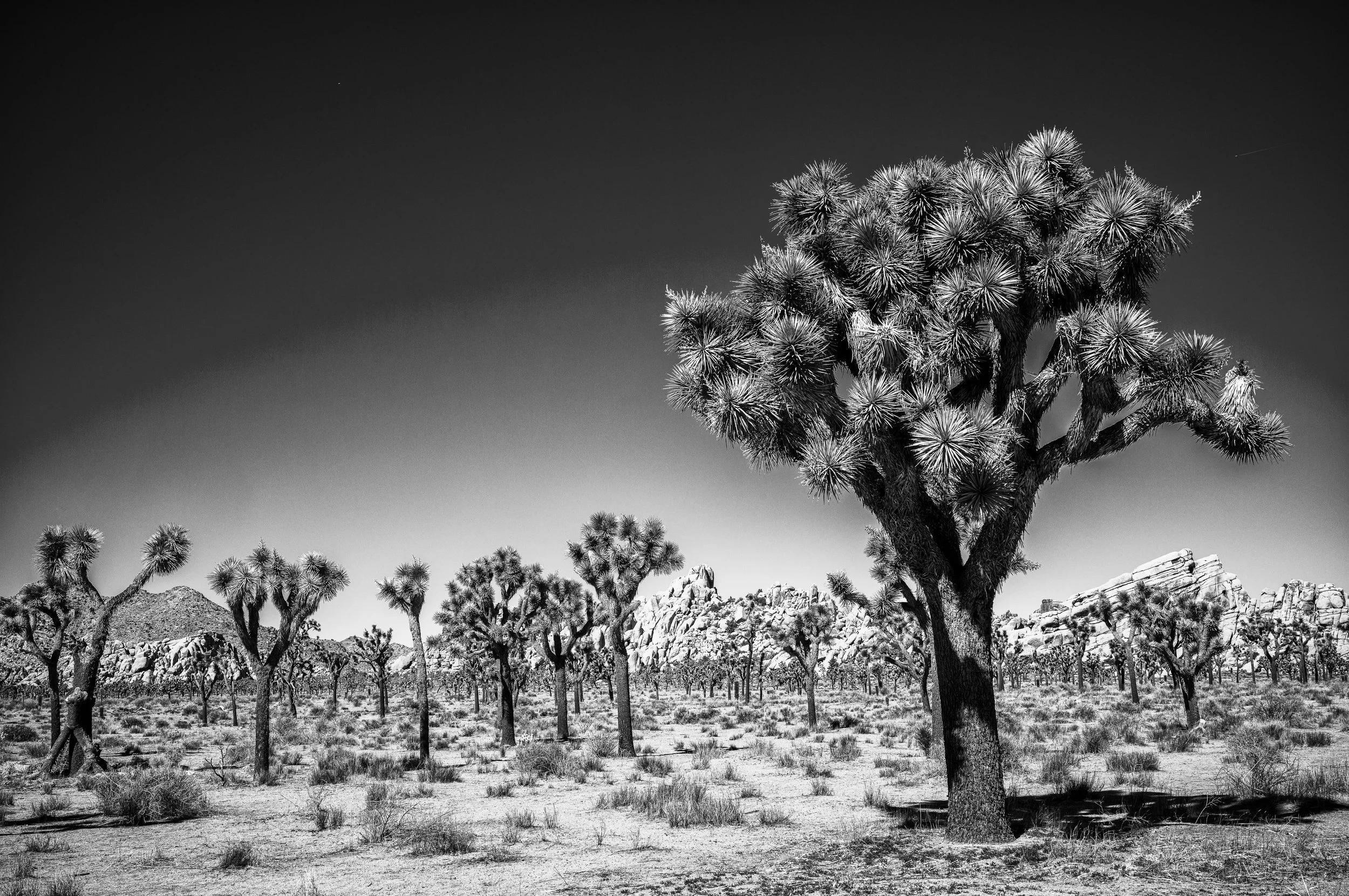 Joshua Tree National Park