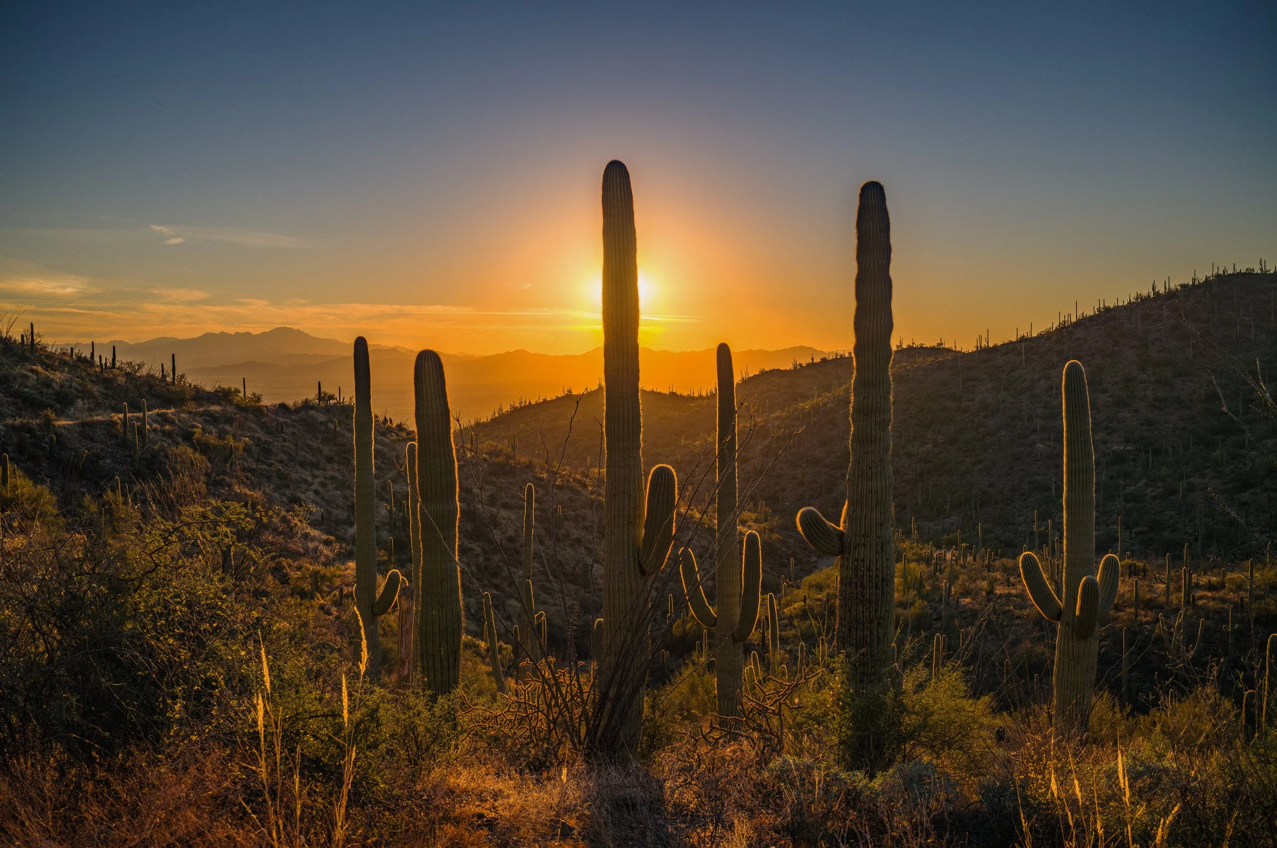 Saguaro National Park, Arizona