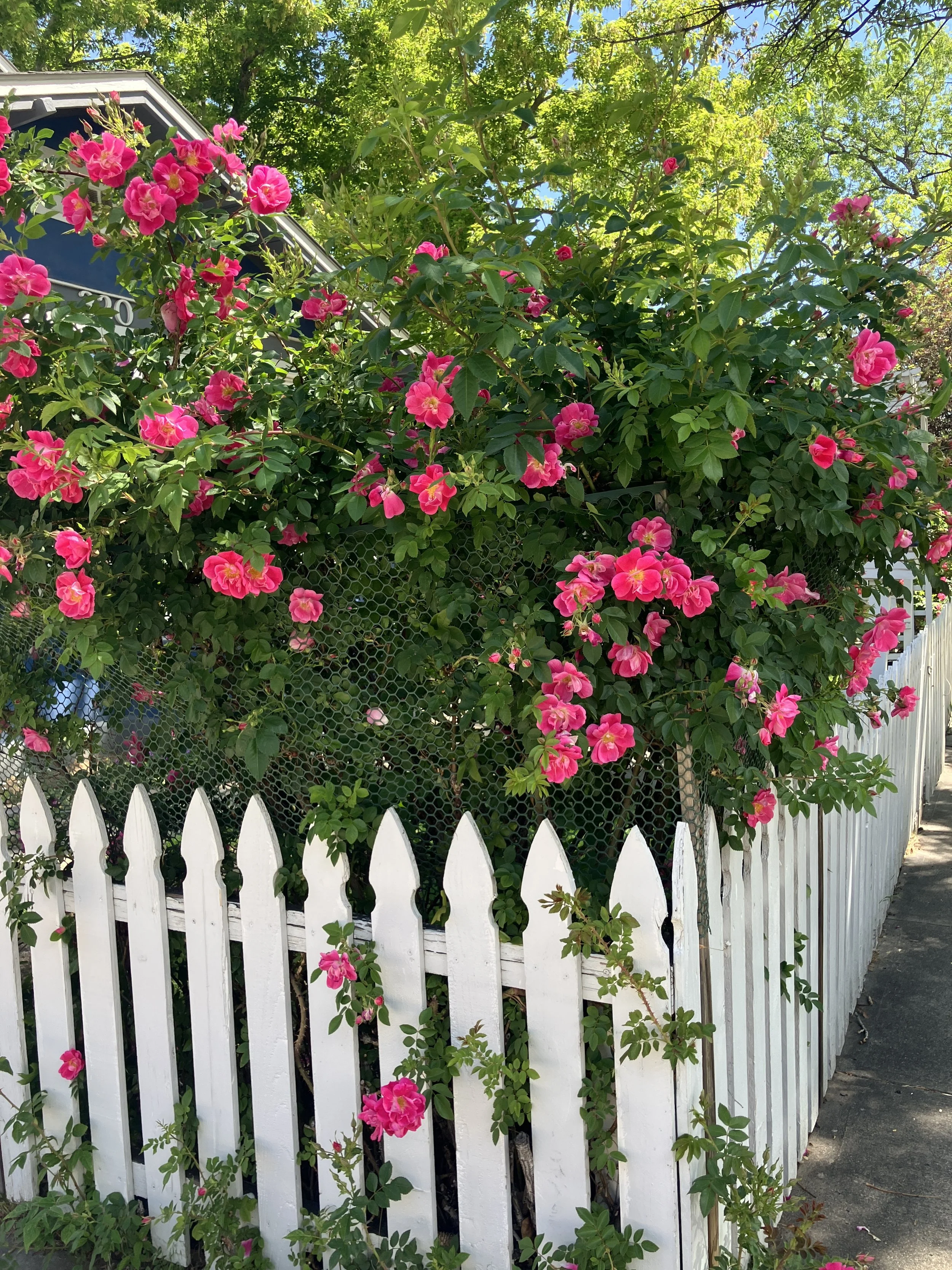 Spring Color Story: A Fresh Take on Pink