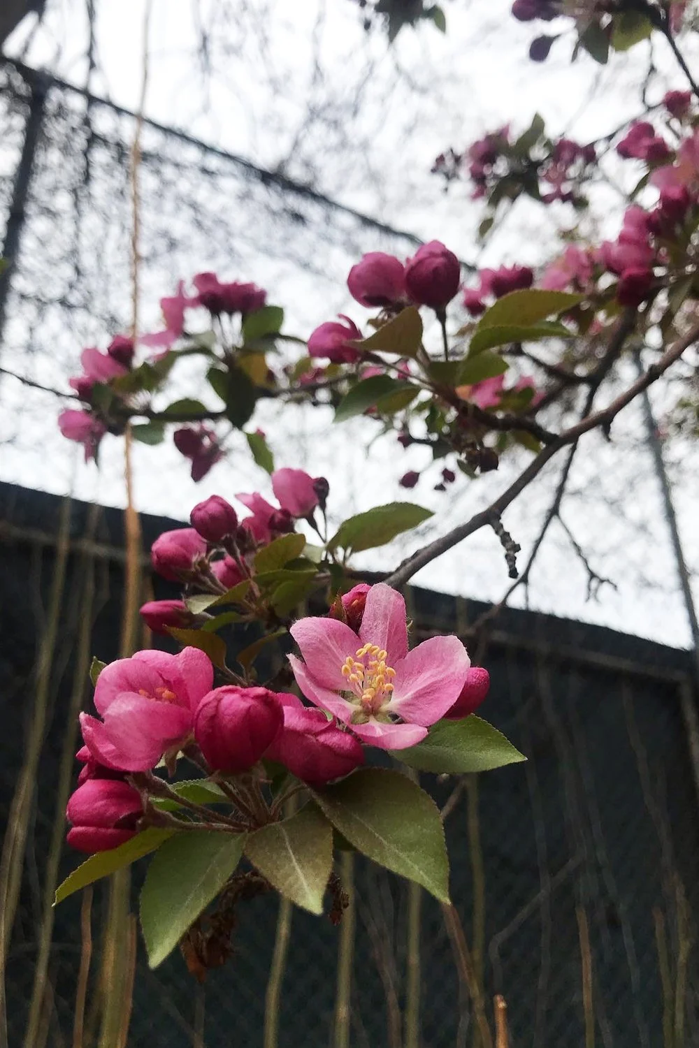 A Study in Pink and Red: A Quiet Love Story in Nature