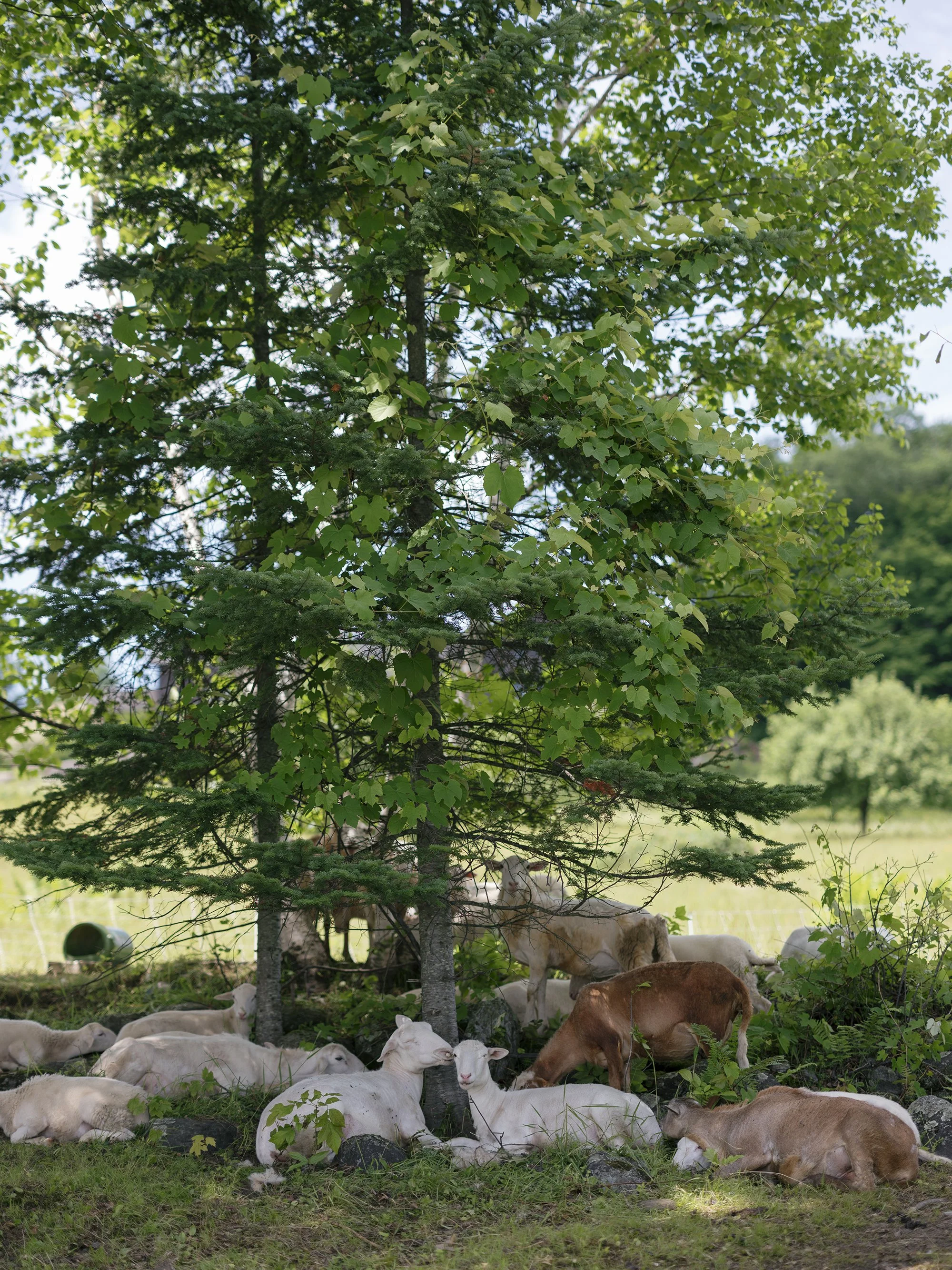 von-trap-vermont-spring-wedding.jpg