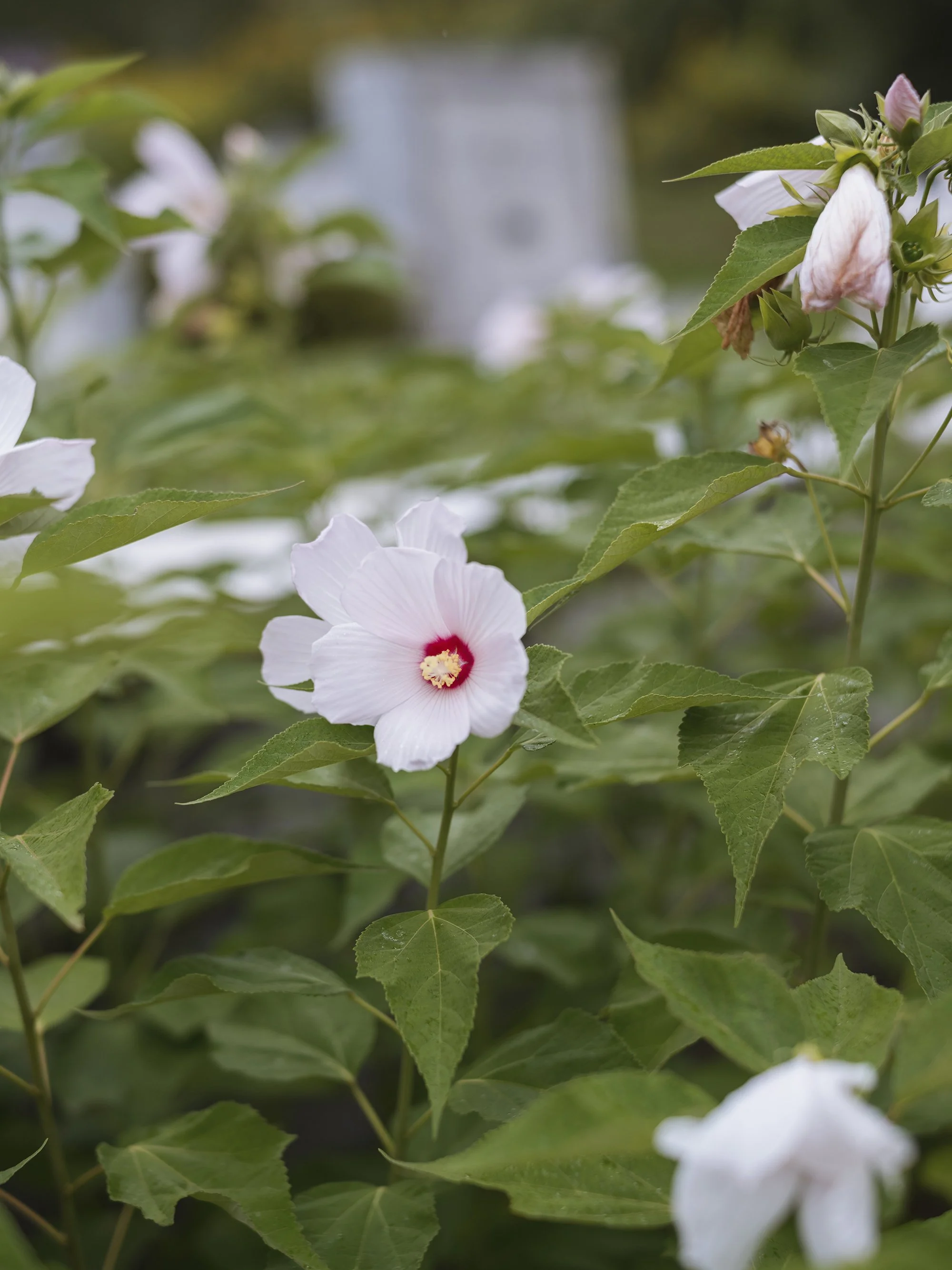 _DSF6881.jpg