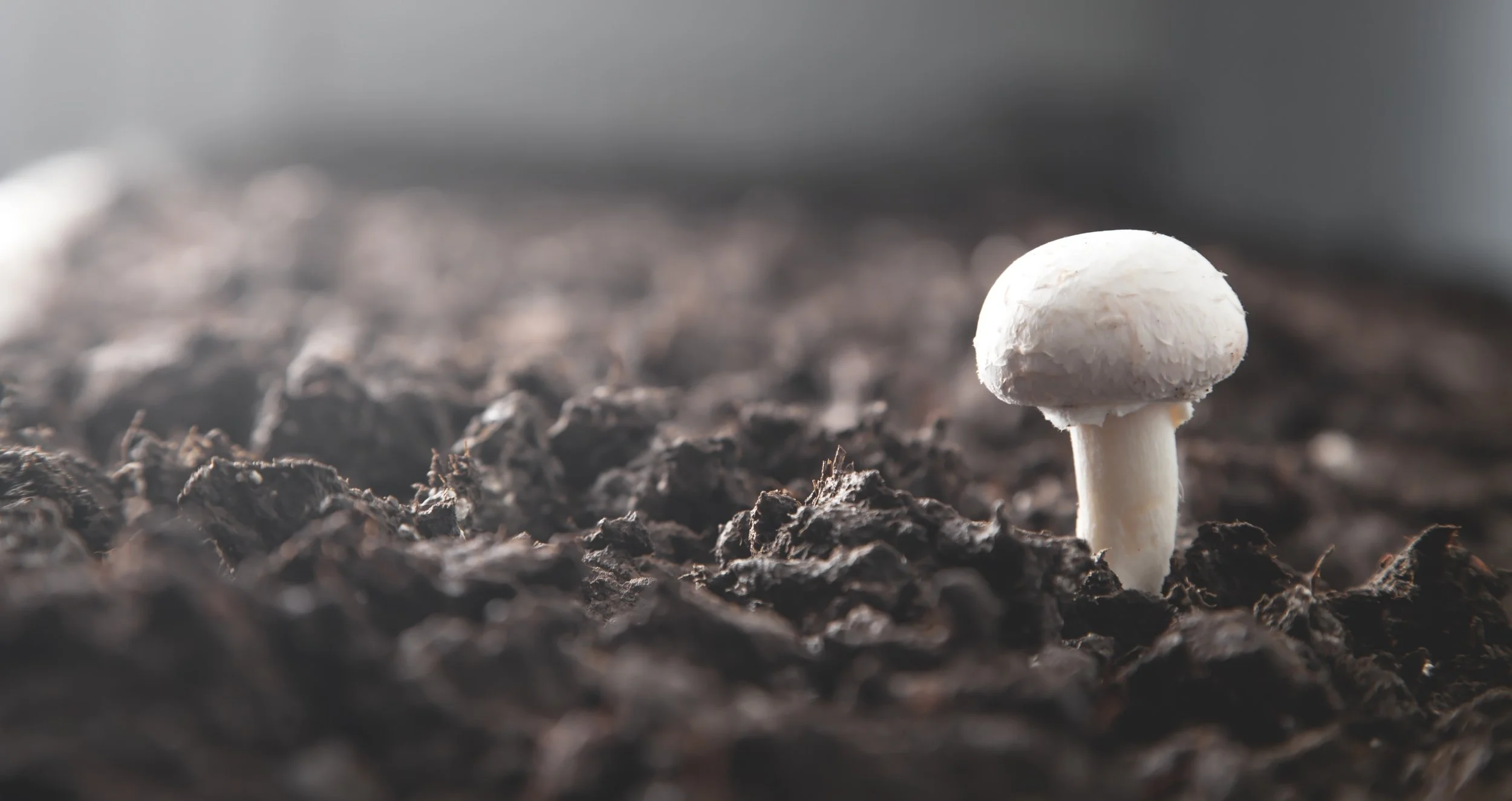 Pennsylvania’s mushroom industry faces urgent labor shortage − and latest immigration policies will likely make it&nbsp;worse