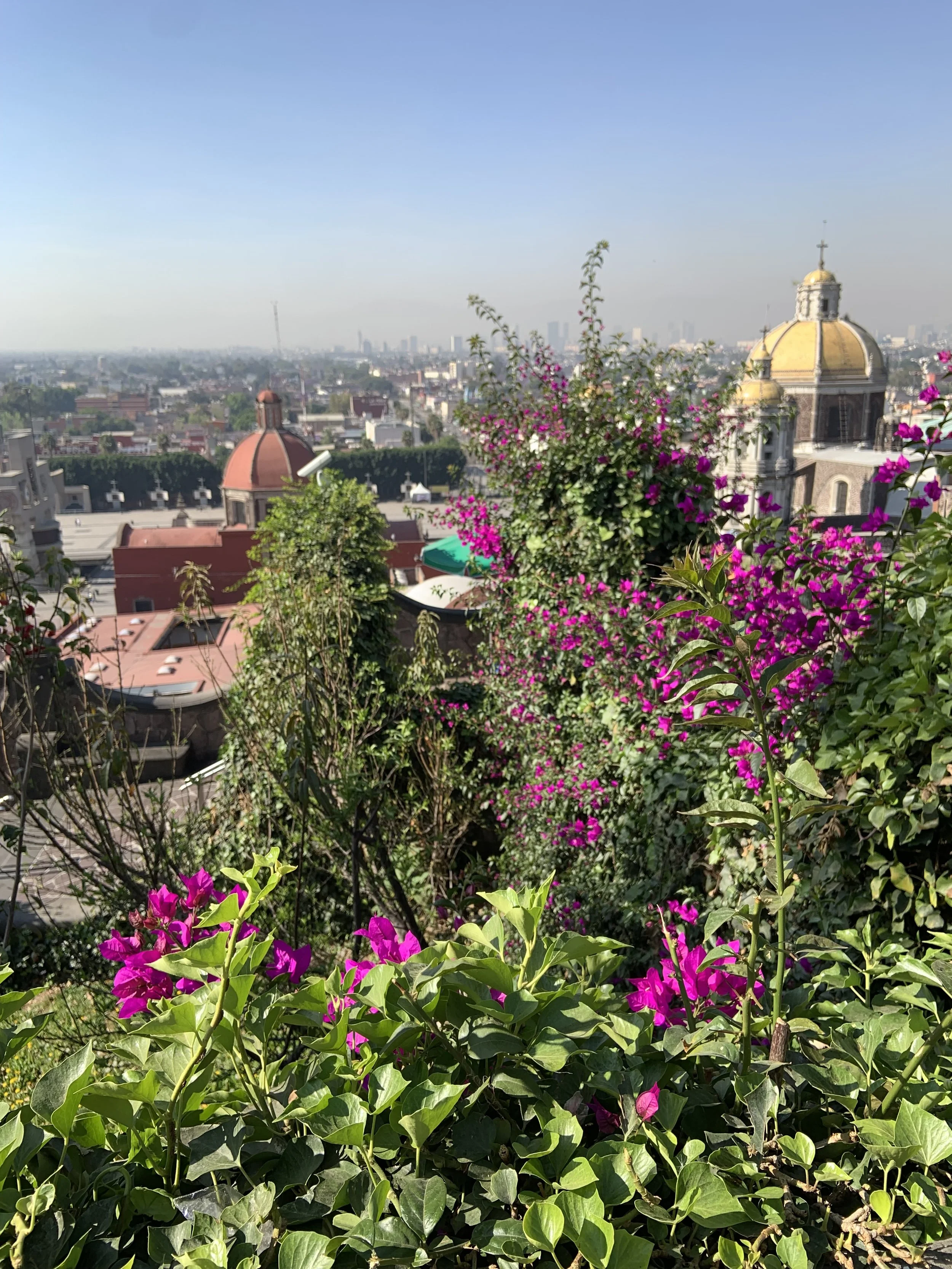 IMG_7429.jpeg