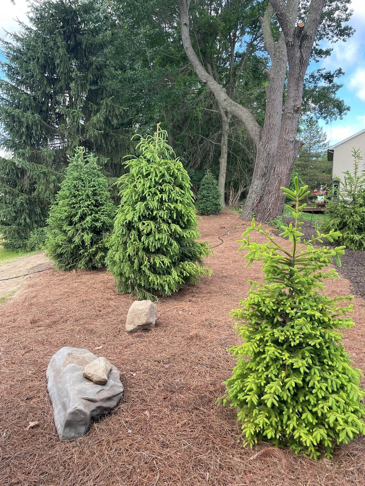 Norway Spruce Install.jpg