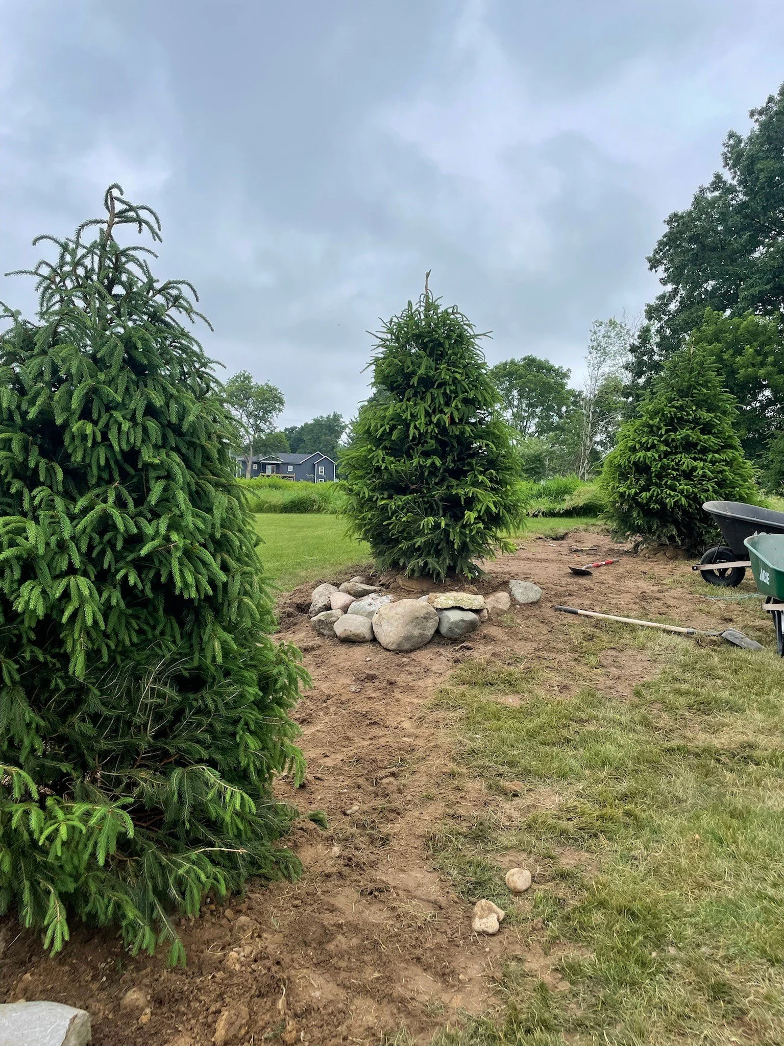 Norway (Tall) Spruce Installs.jpg