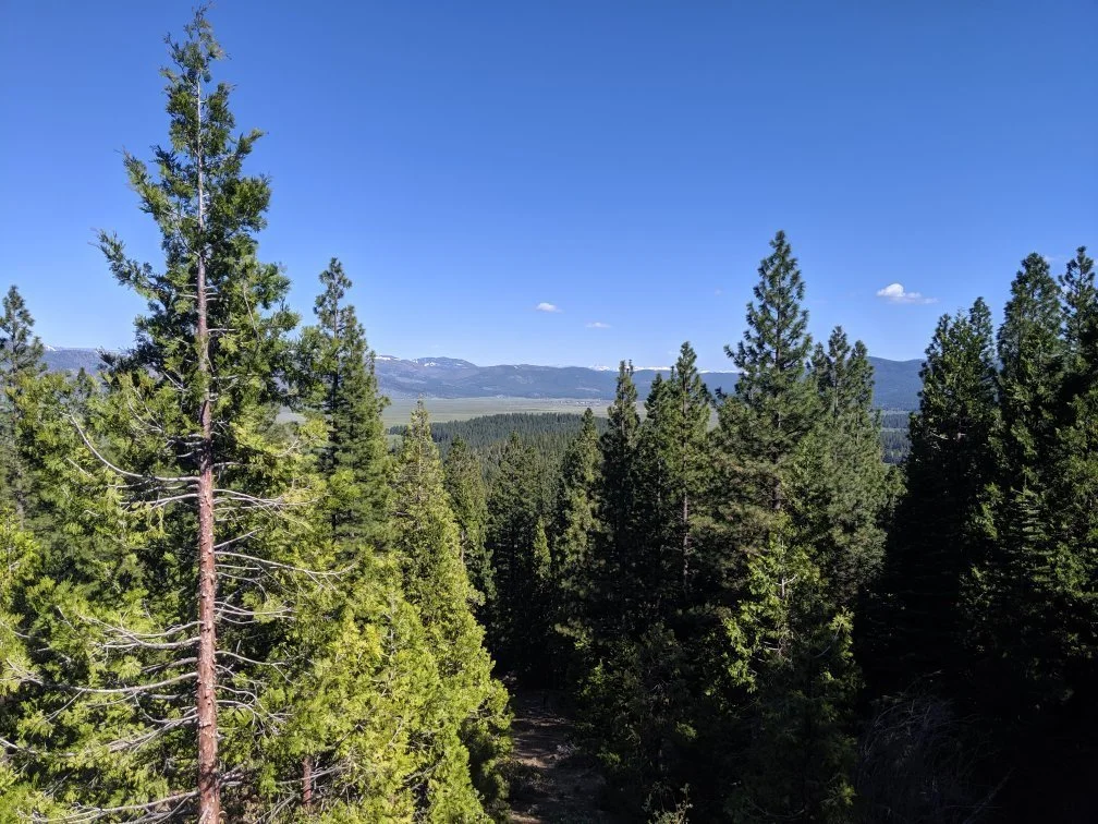 tahoe-national-forest-downieville-california.jpeg