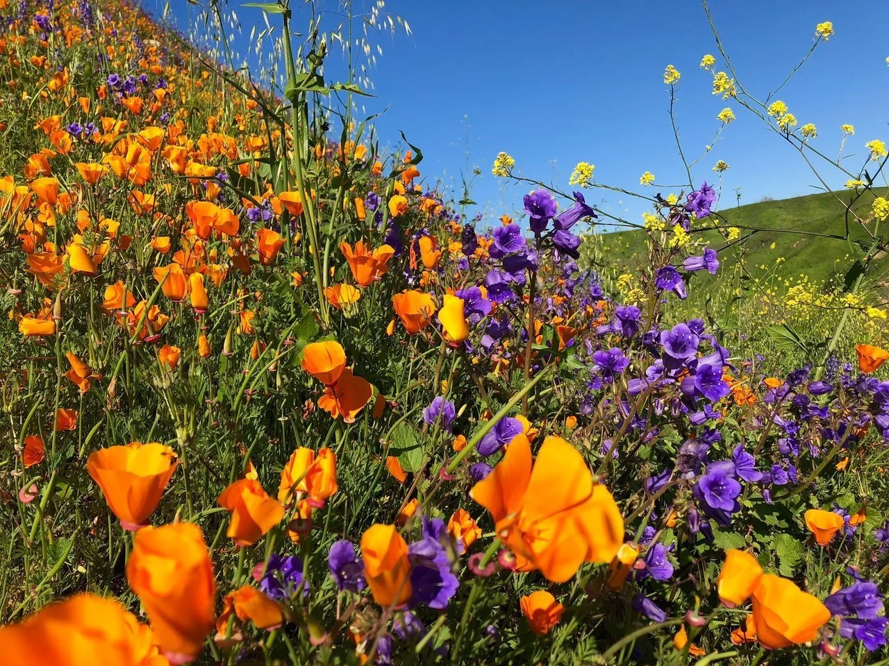 chino-hills-state-park-chino-hills-california.jpeg