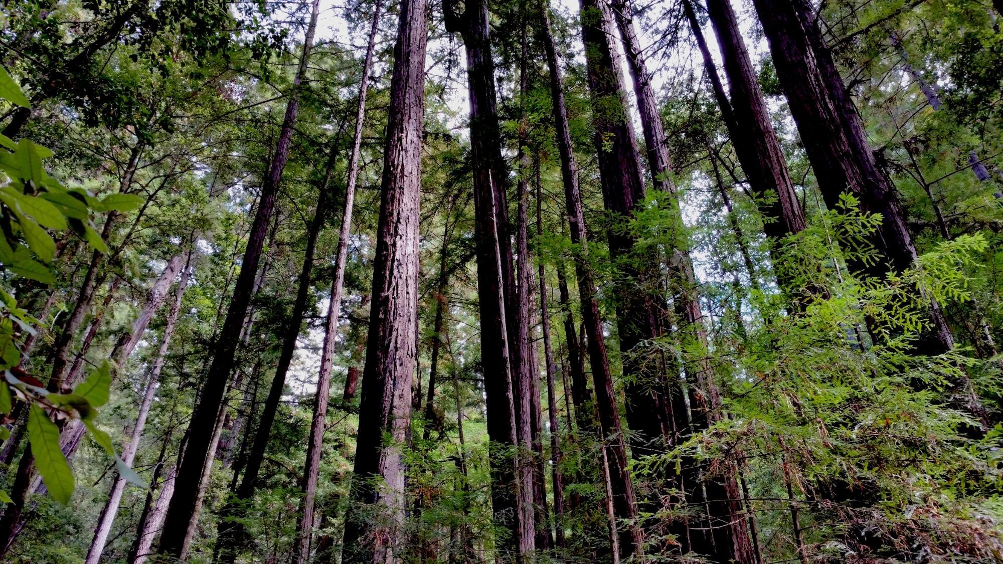 portola-redwoods-state-park-la-honda-california.jpeg