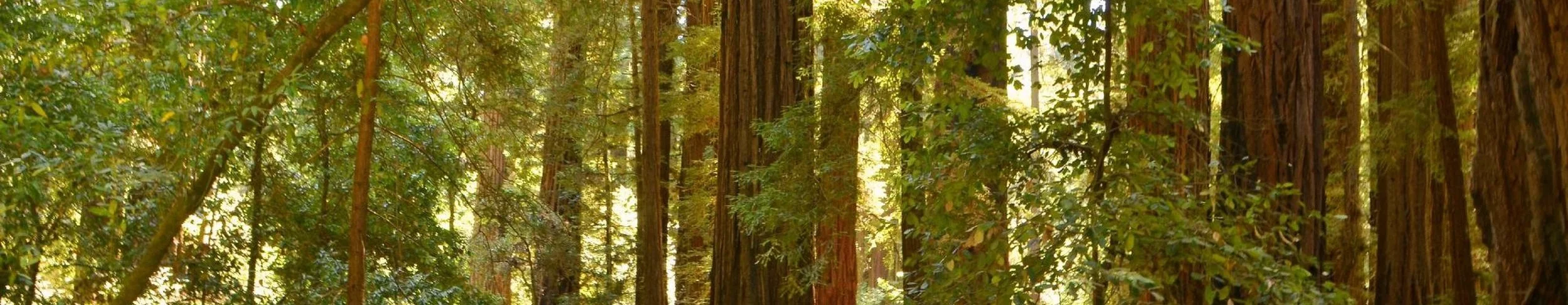 henry-cowell-redwoods-state-park-felton-california.jpeg
