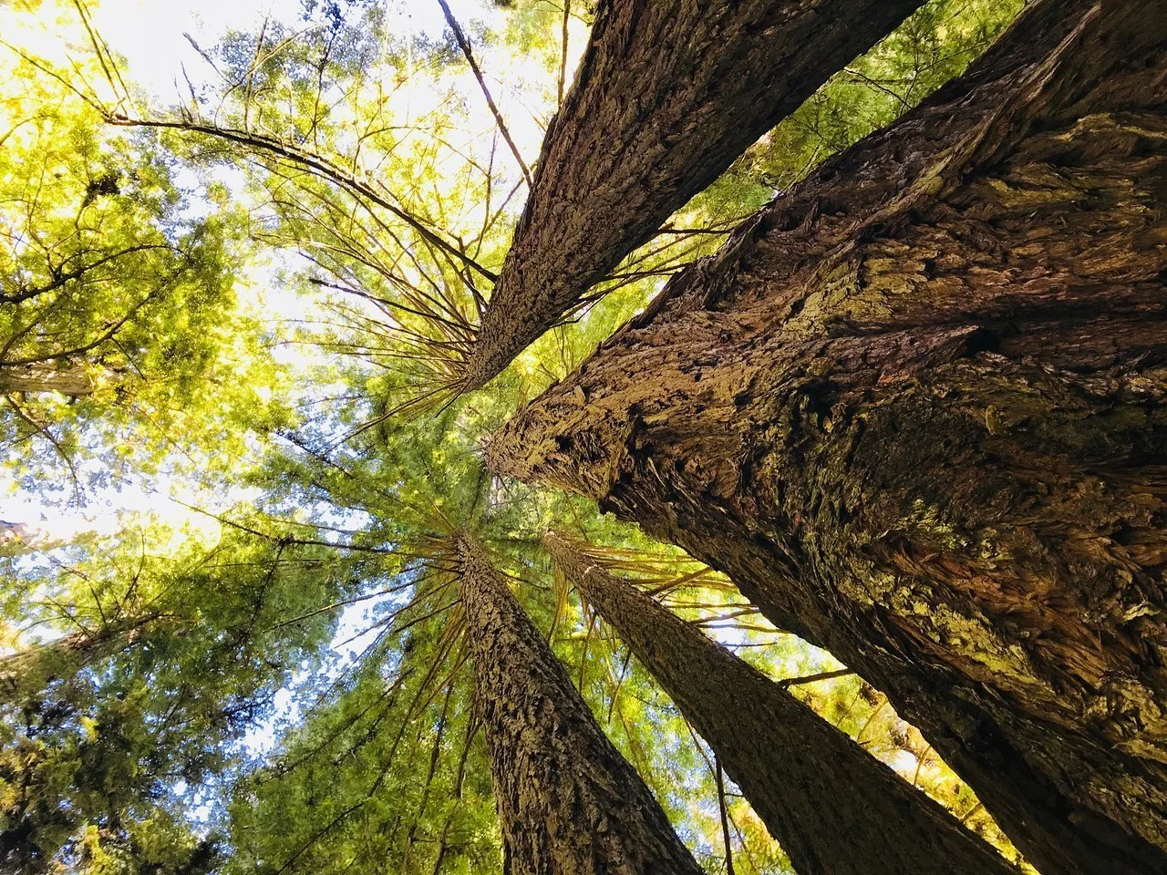 redwood-national-park-redwood-national-park-california.jpeg