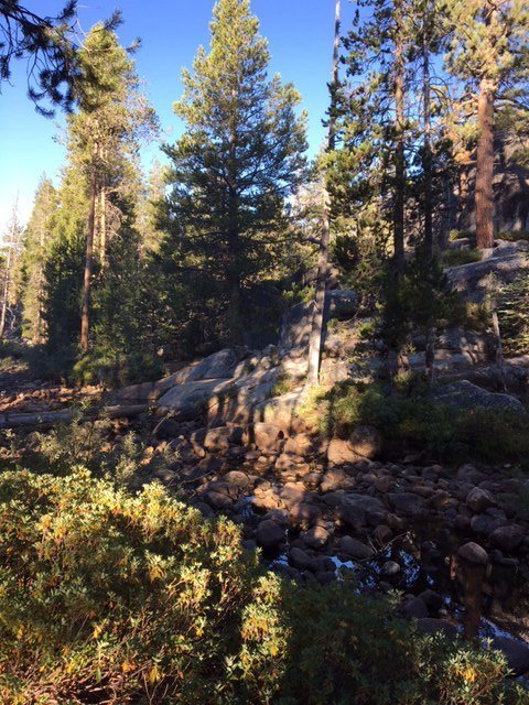 yosemite-creek-campground-yosemite-national-park-california.jpeg