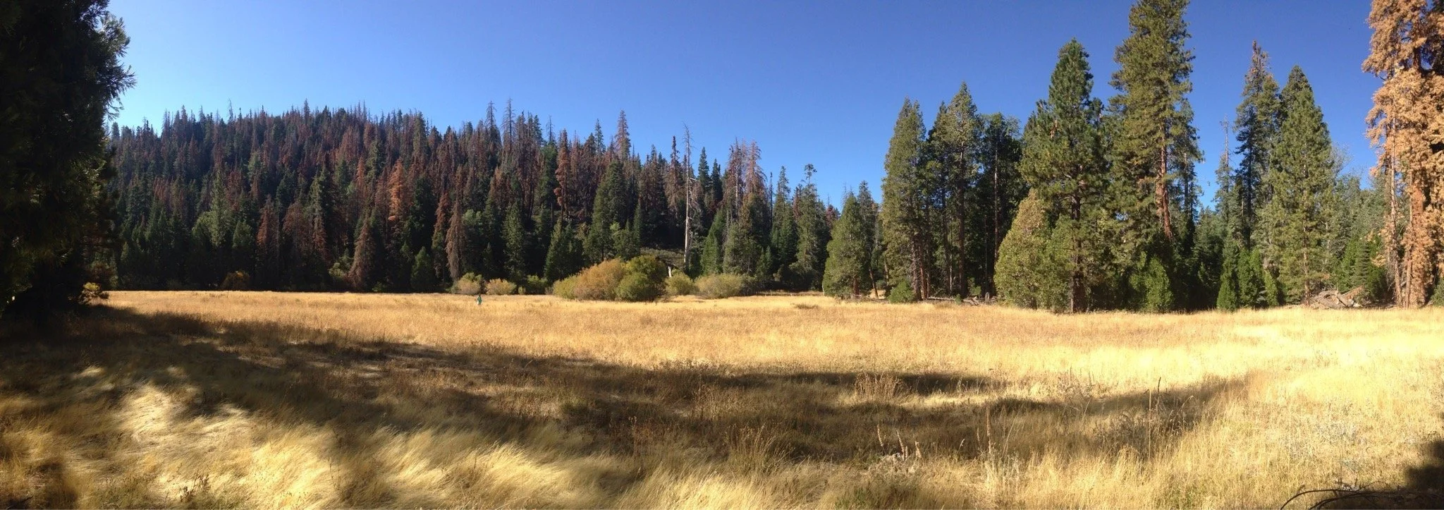 redwood-meadow-campground-sequoia-and-kings-canyon-national-park-california.jpeg