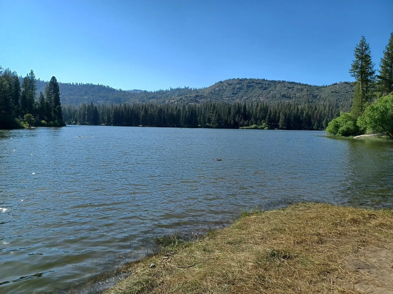stony-creek-campground-sequoia-and-kings-canyon-national-park-california.jpeg