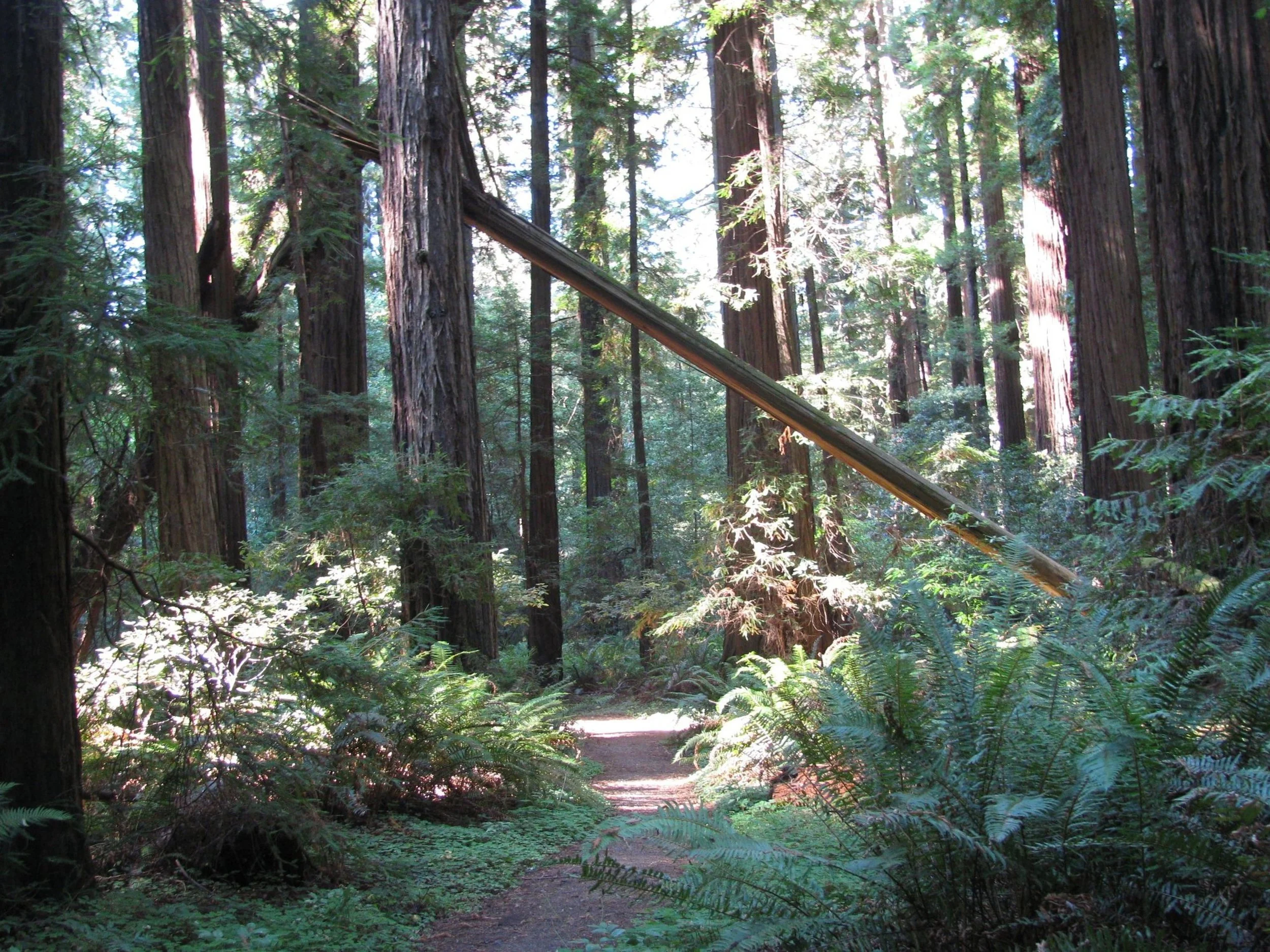 grizzly-creek-redwoods-state-park-carlotta-california.jpeg