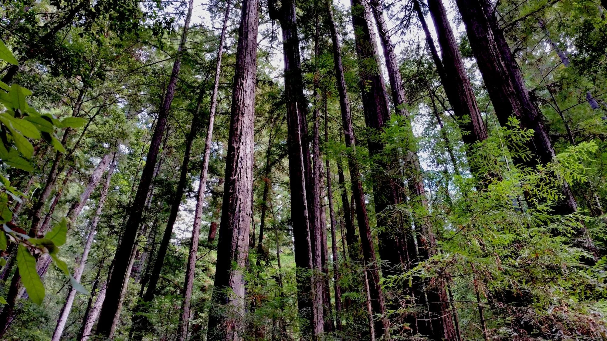 portola-redwoods-state-park-la-honda-california.jpeg