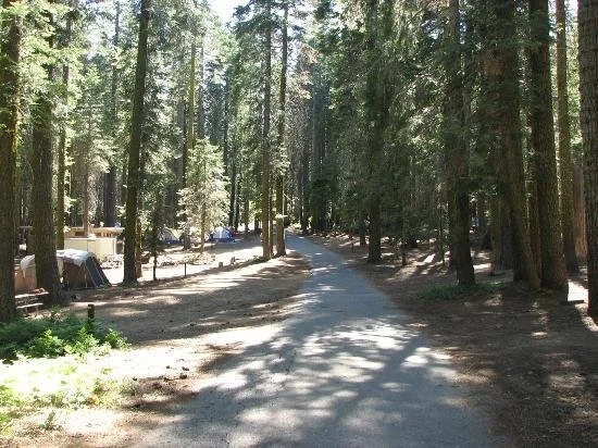 crane-flat-campground-yosemite-national-park-california.jpeg
