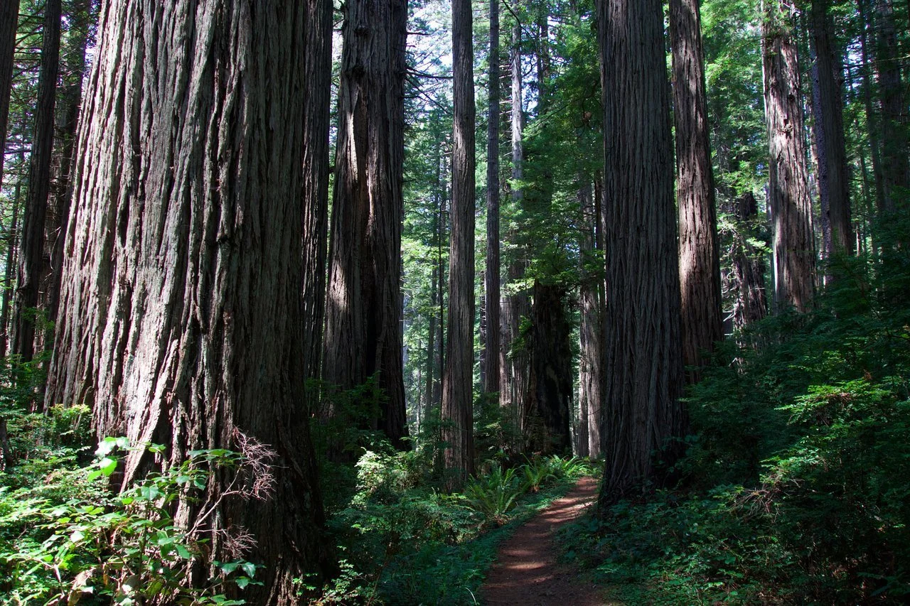 prairie-creek-redwoods-state-park-orick-california.jpeg