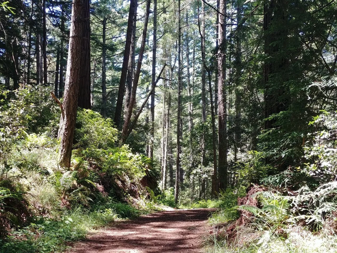 butano-state-park-pescadero-california.jpeg