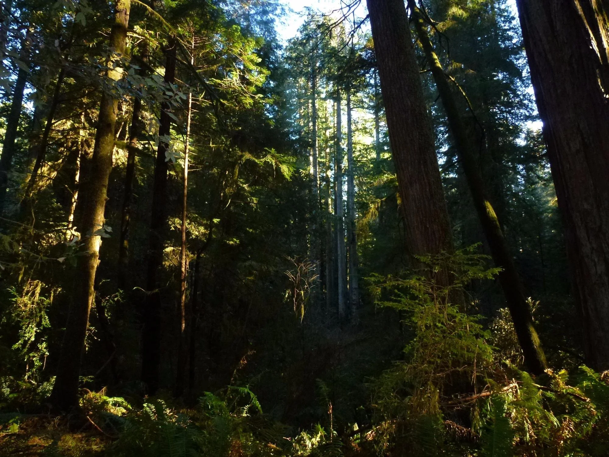 del-norte-coast-redwoods-state-park-del-norte-county-california.jpeg