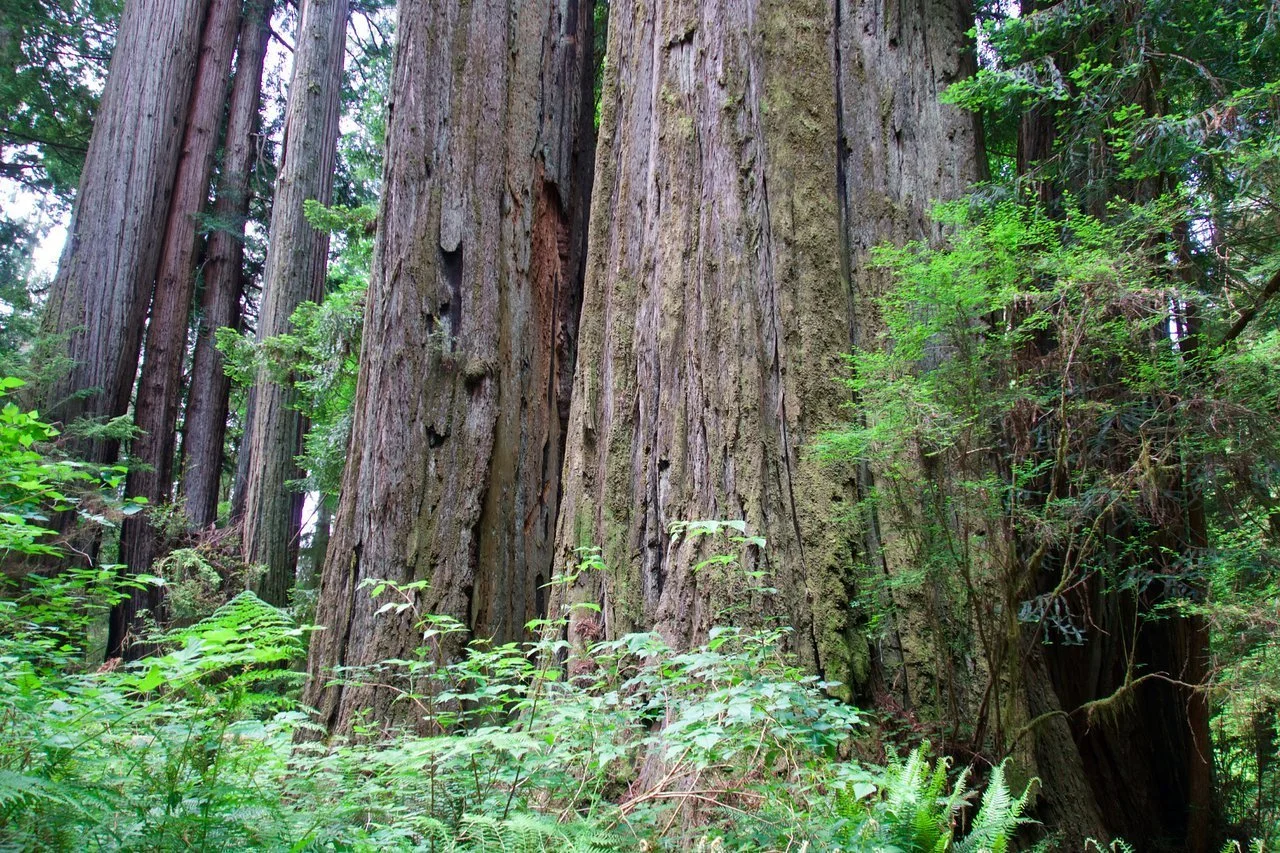 jedediah-smith-redwoods-state-park-crescent-city-california.jpeg