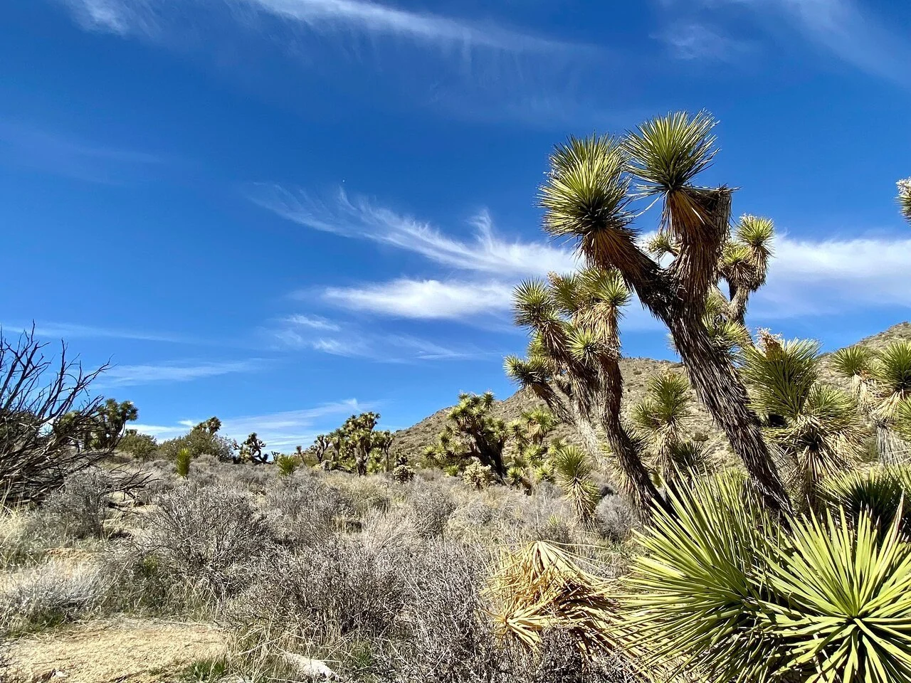 joshua-tree-national-park-joshua-tree-california.jpeg