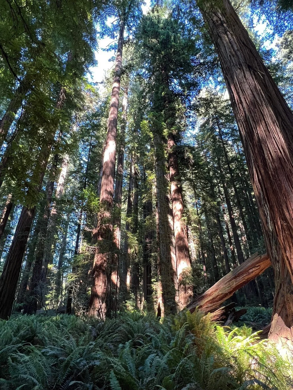 jedediah-smith-redwoods-state-park-crescent-city-california.jpeg