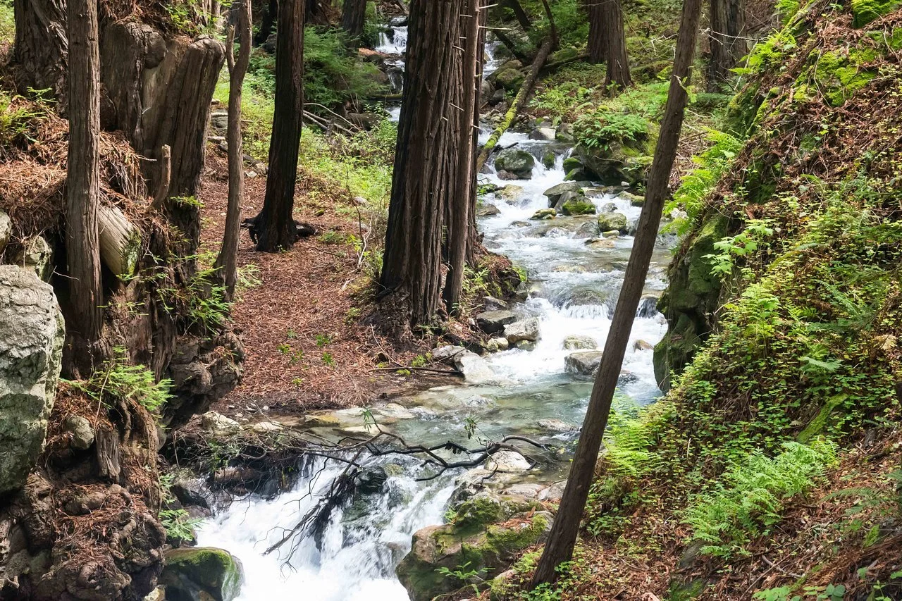 limekiln-state-park-big-sur-california.jpeg