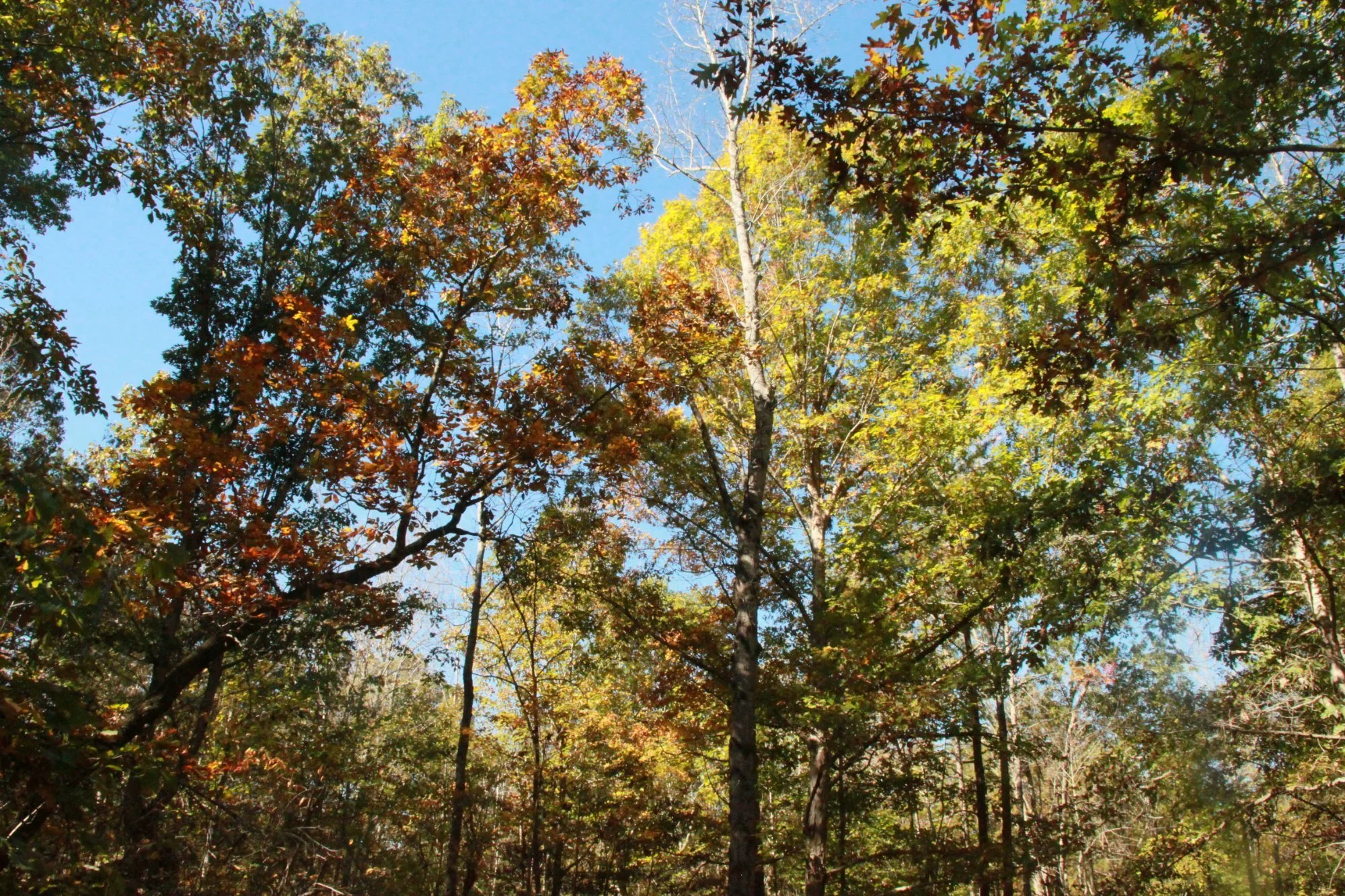 uwharrie-national-forest-troy-north-carolina.jpeg