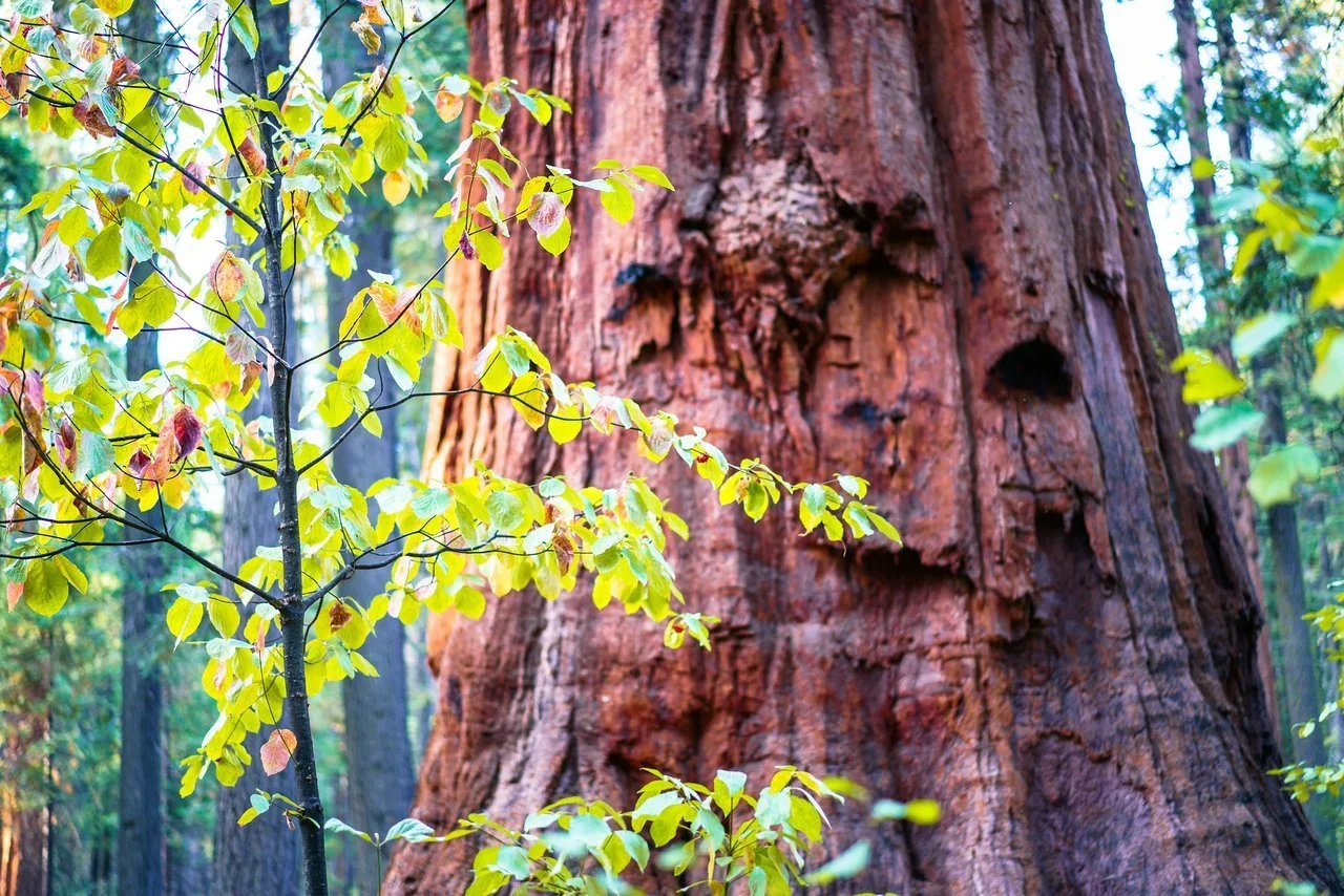 calaveras-big-trees-state-park-calaveras-county-california.jpeg