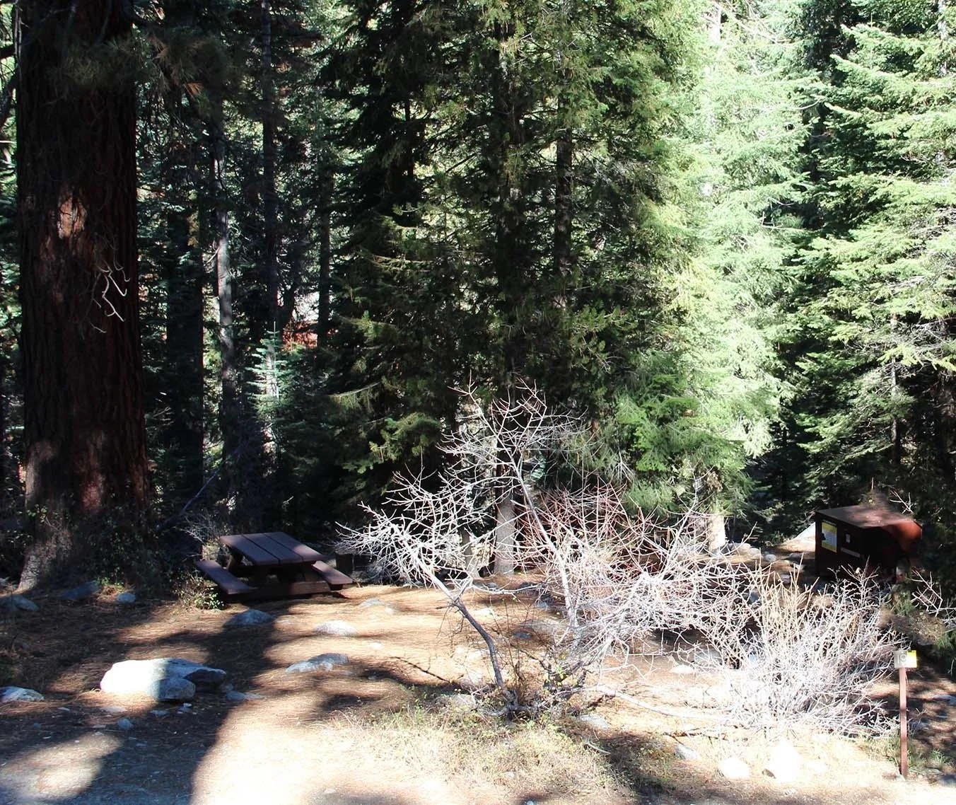 cold-springs-campground-sequoia-and-kings-canyon-national-park-california.jpeg