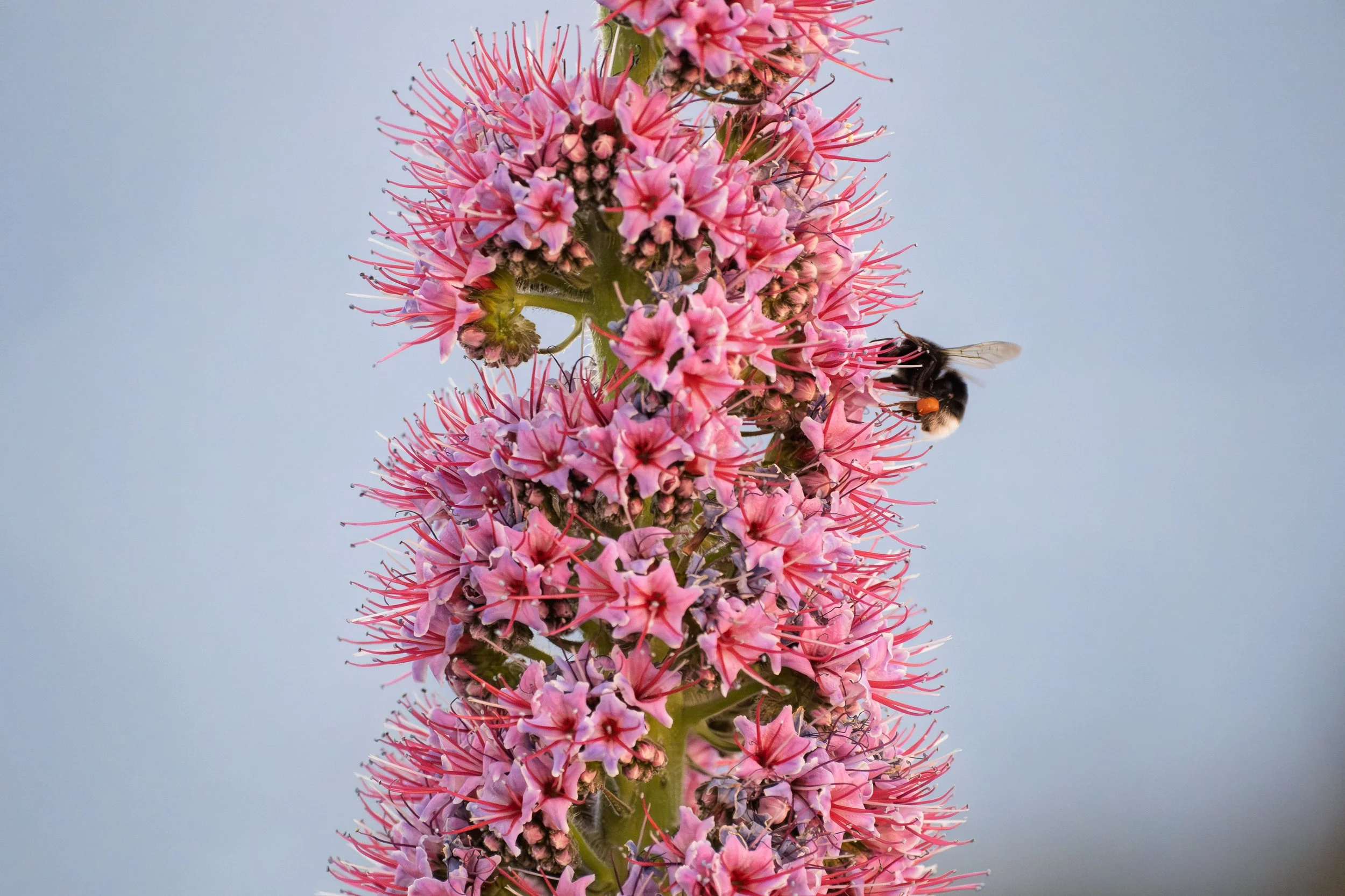  - Sarah Edwards - _DSF6498.jpg