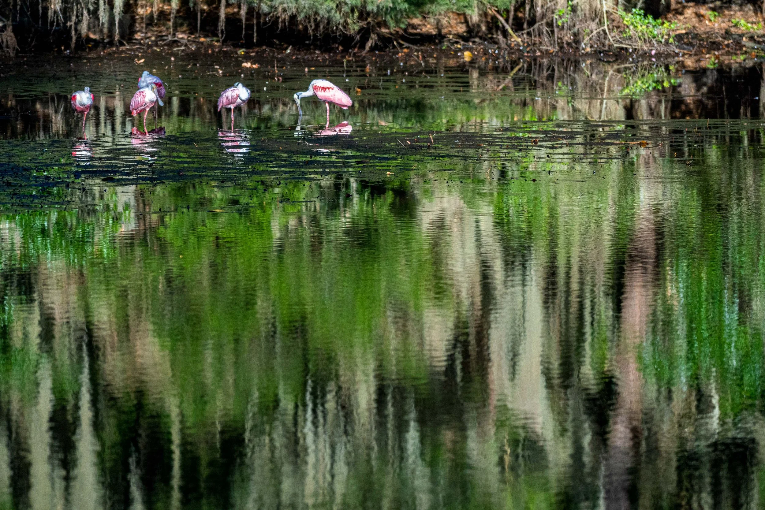  - Sarah Edwards - 2020_05_09Rosie Spoonbills_00018-Edit-Edit.jpg