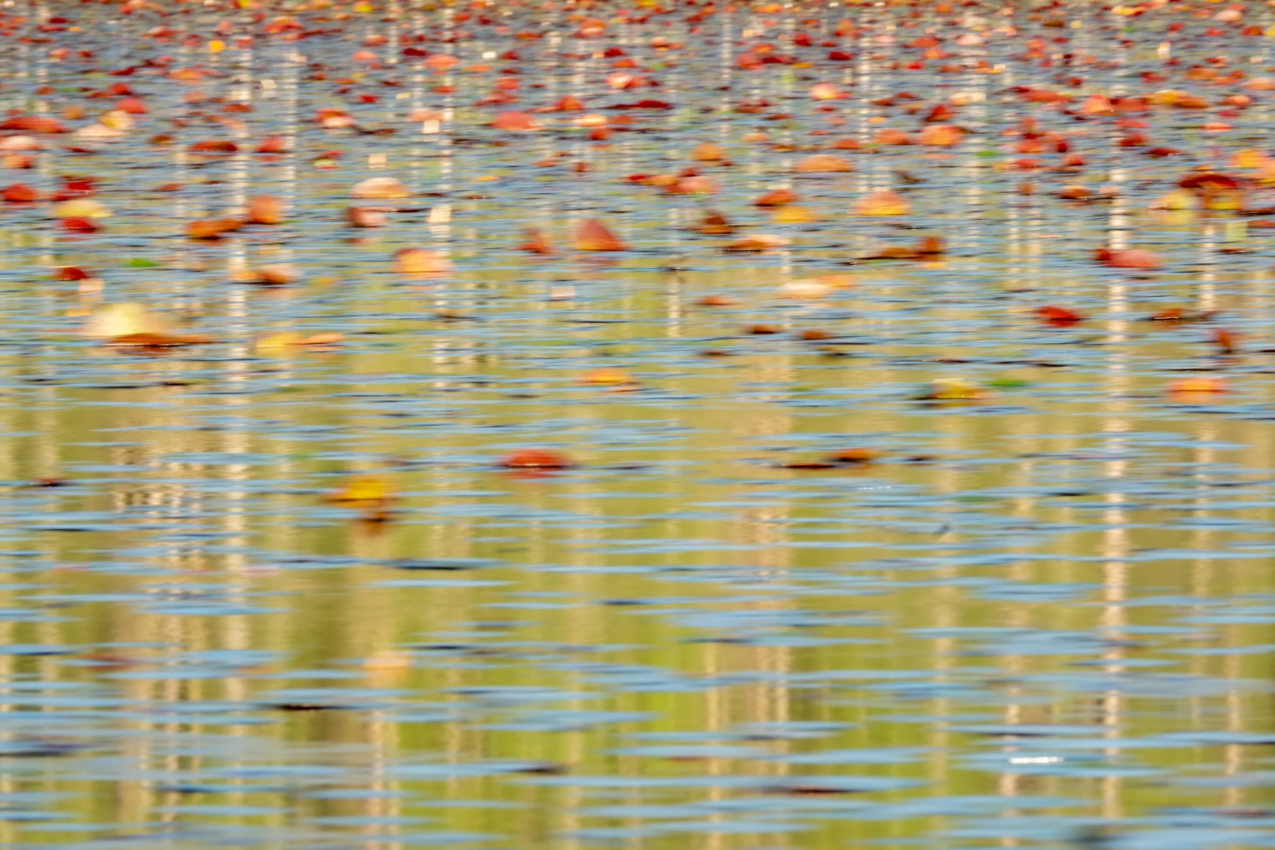  - Sarah Edwards - DSCF2752.jpg