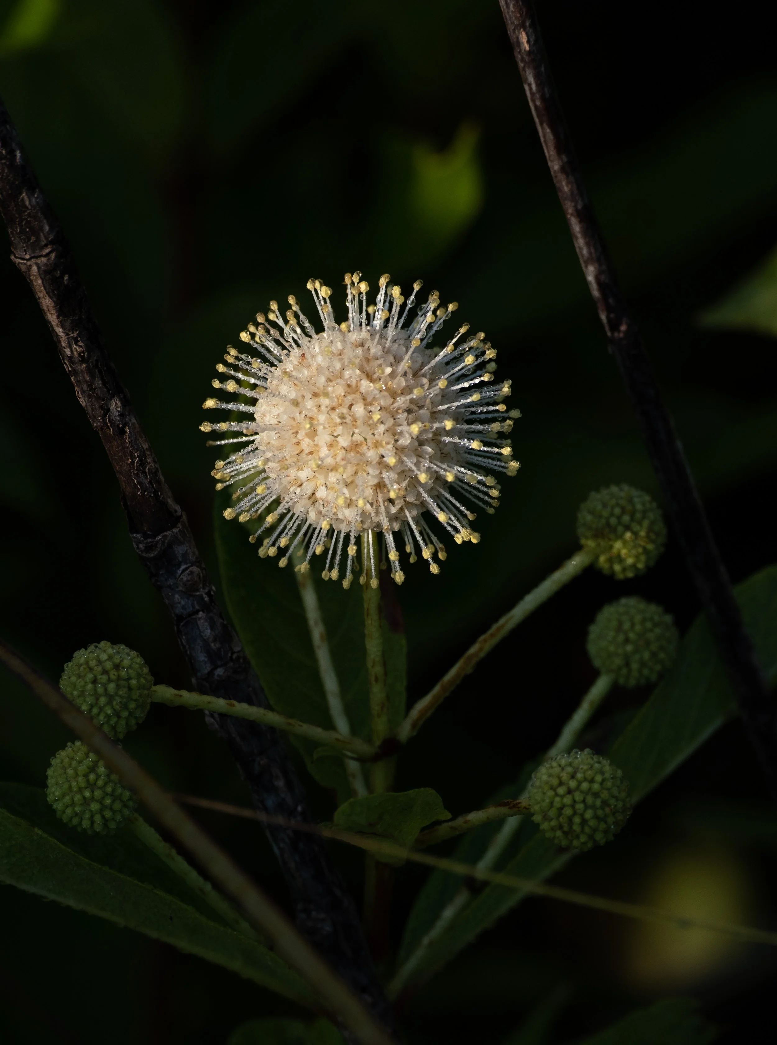  - Sarah Edwards - _DSF8379.jpg