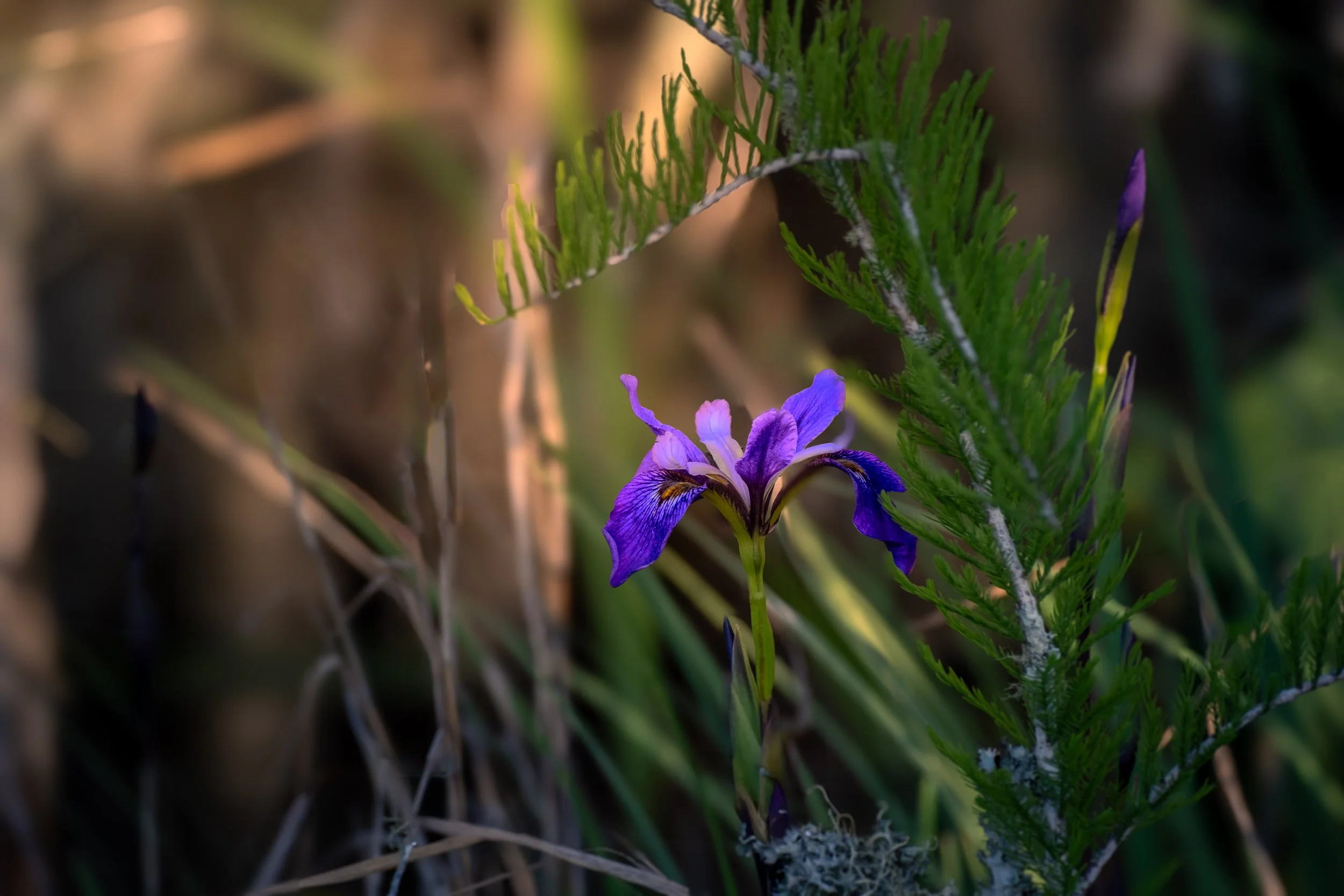  - Sarah Edwards - DSCF2741-Edit.jpg