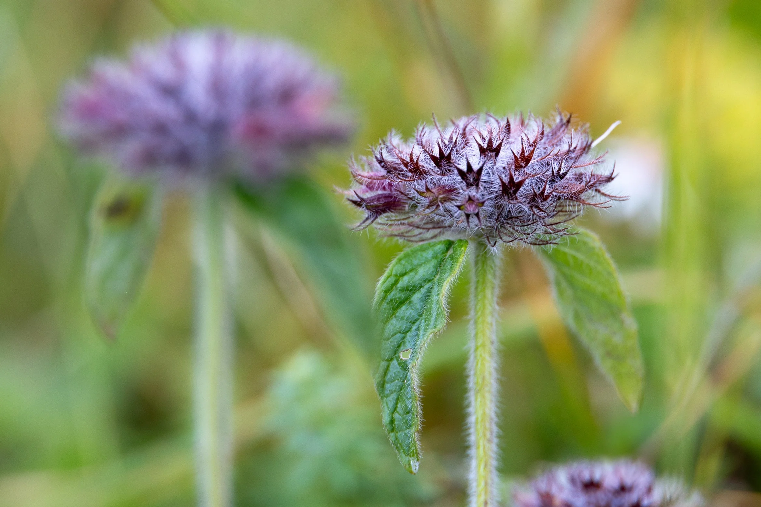  - Sarah Edwards - B47A3565.jpg