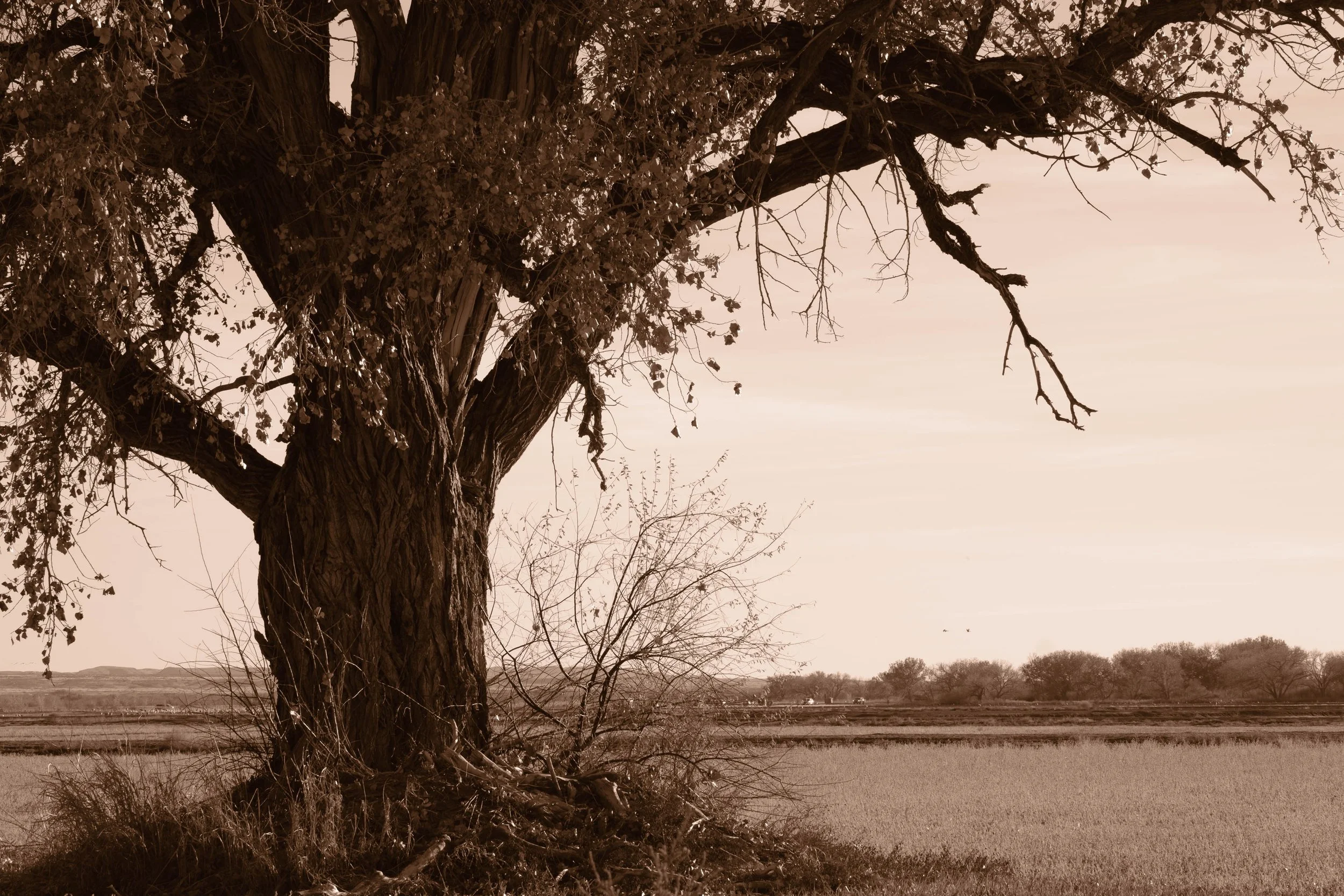  - Sarah Edwards - _DSF6911.jpg