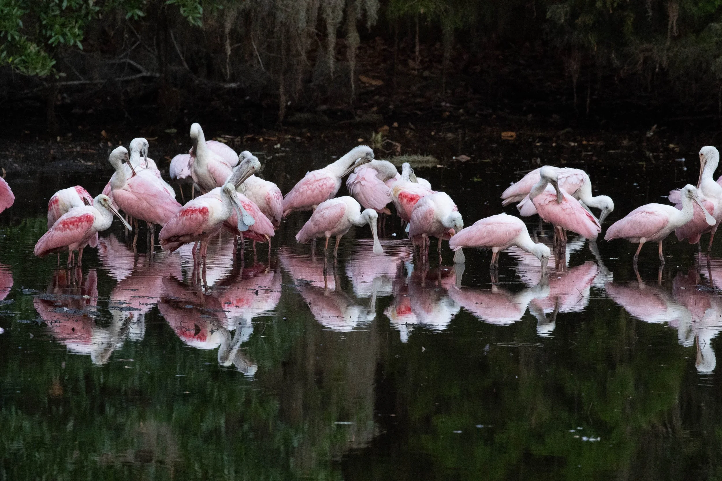  - Sarah Edwards - 2020_05_18Rosie Spoonbills_00029.jpg