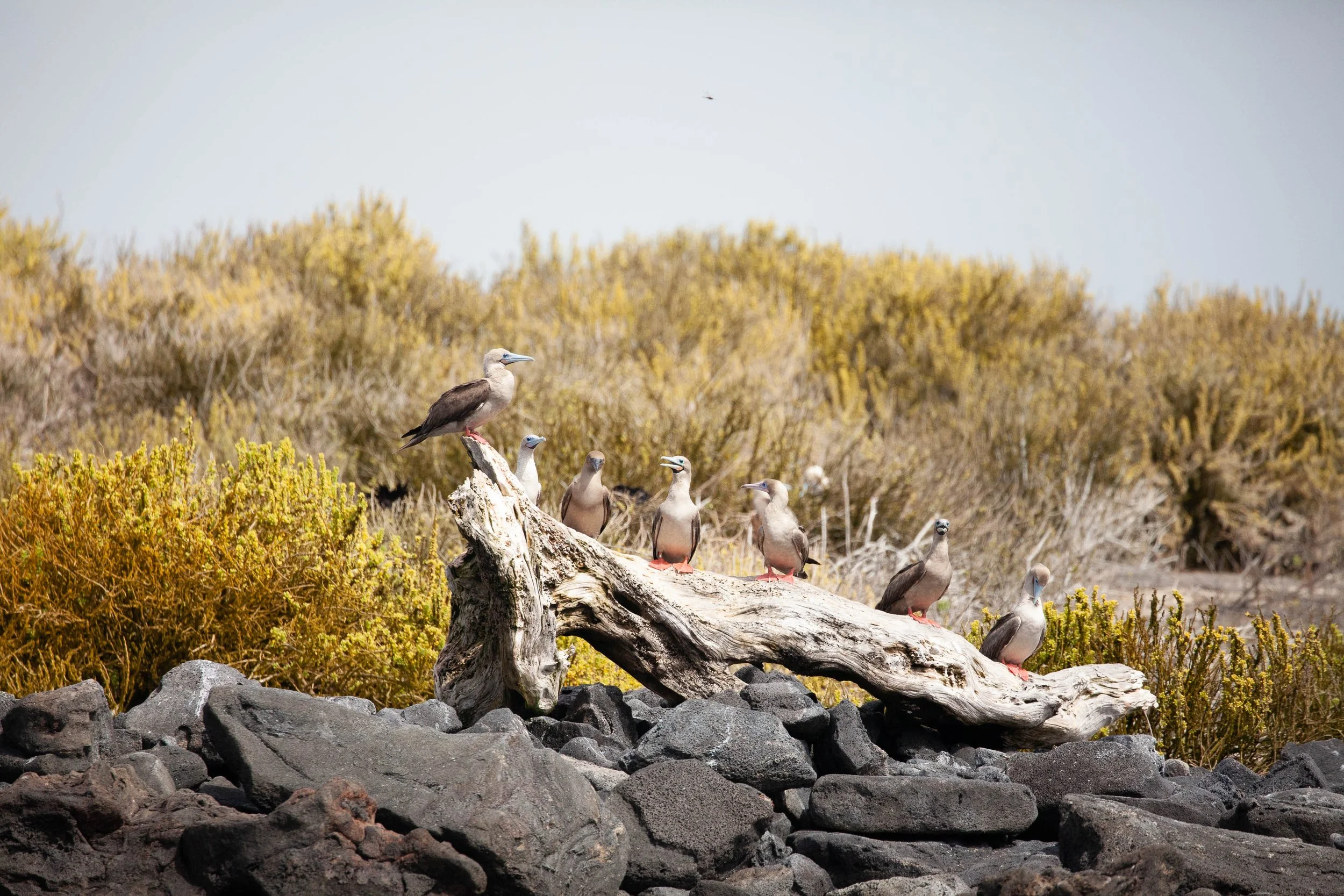  - Sarah Edwards - 2016_05 _07_Punta Pitt00189.jpg