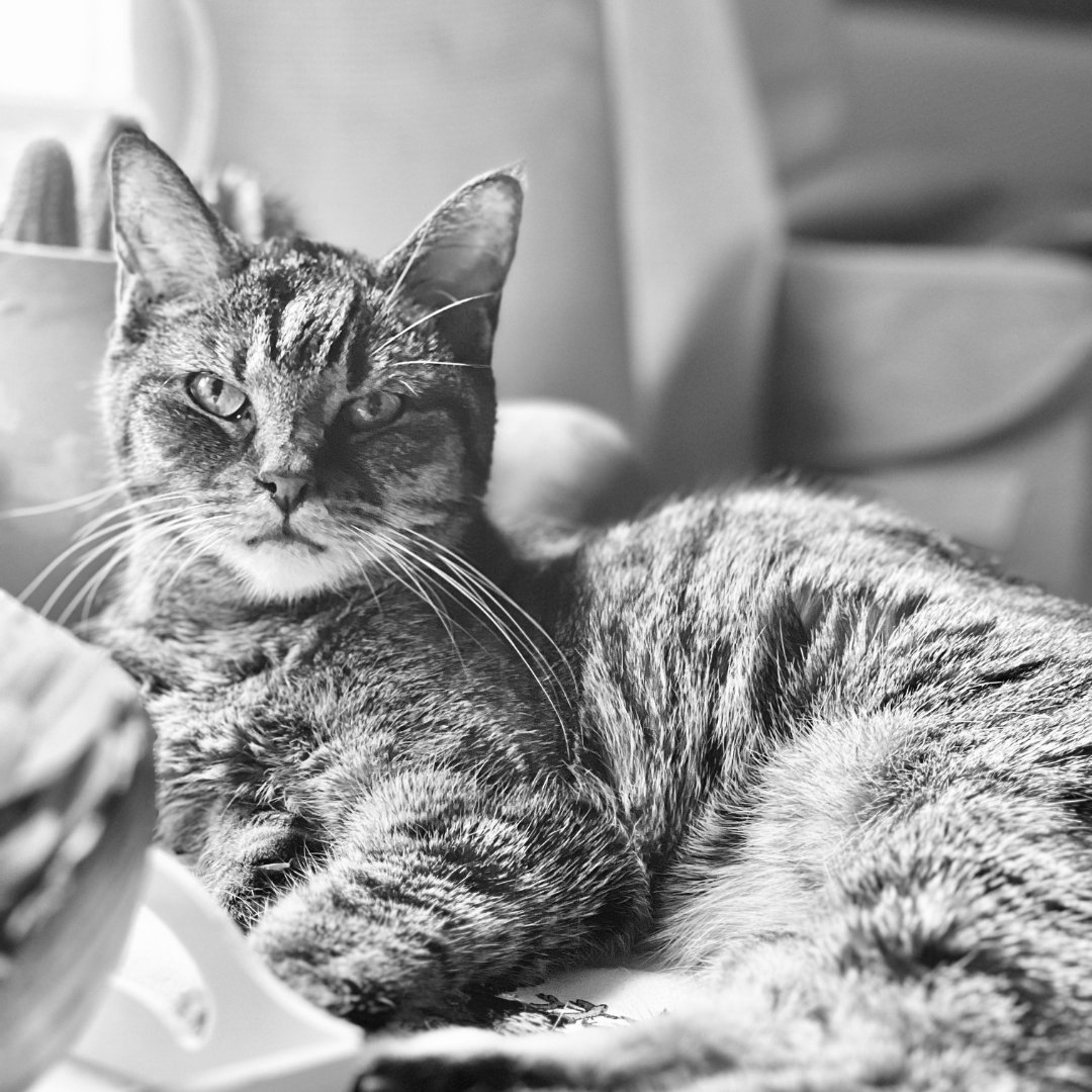 A black and white photo of a tabby cat lying down and looking at the camera, with a relaxed expression.