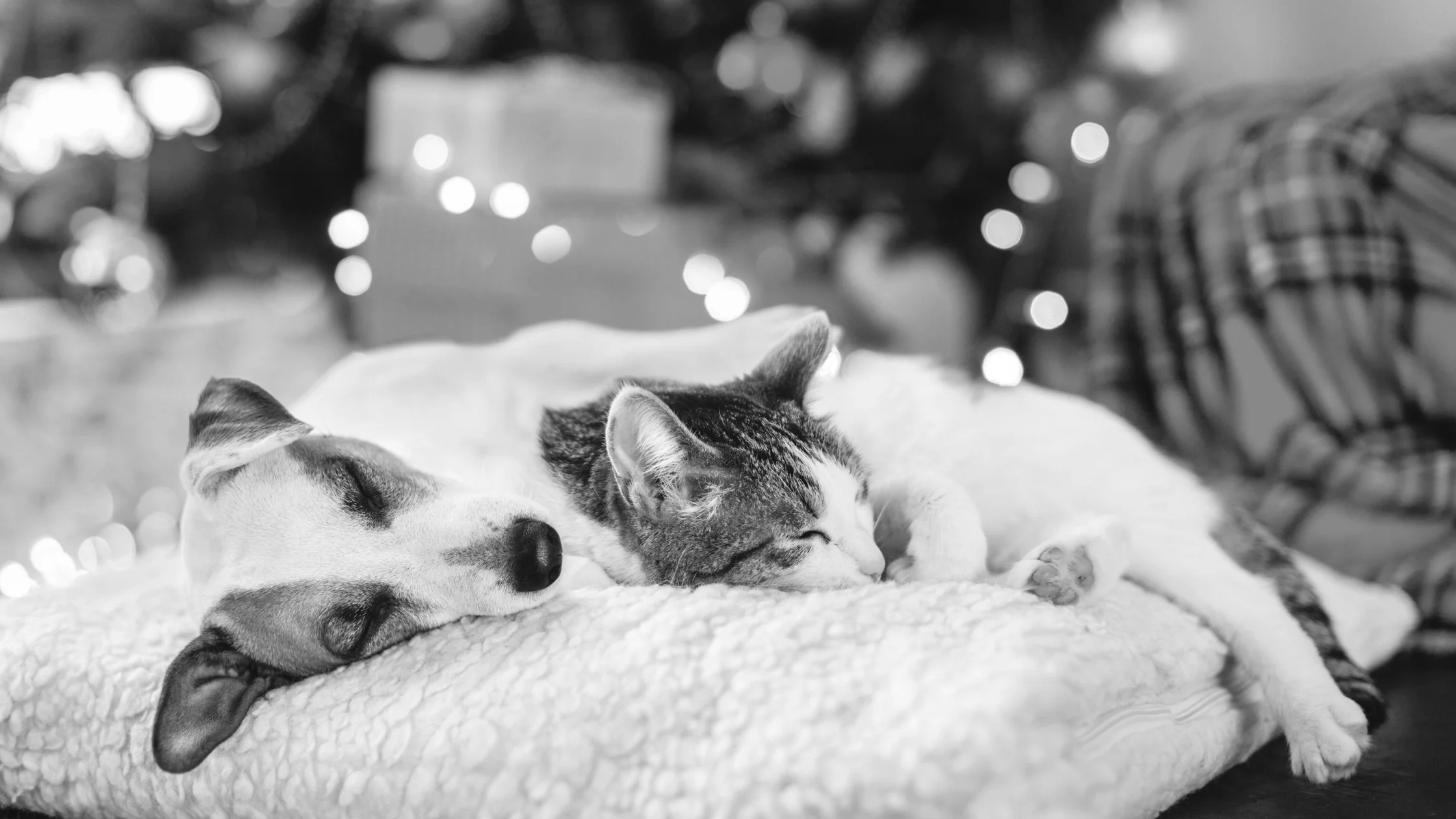 How to Keep Your Pet Calm During the Holidays