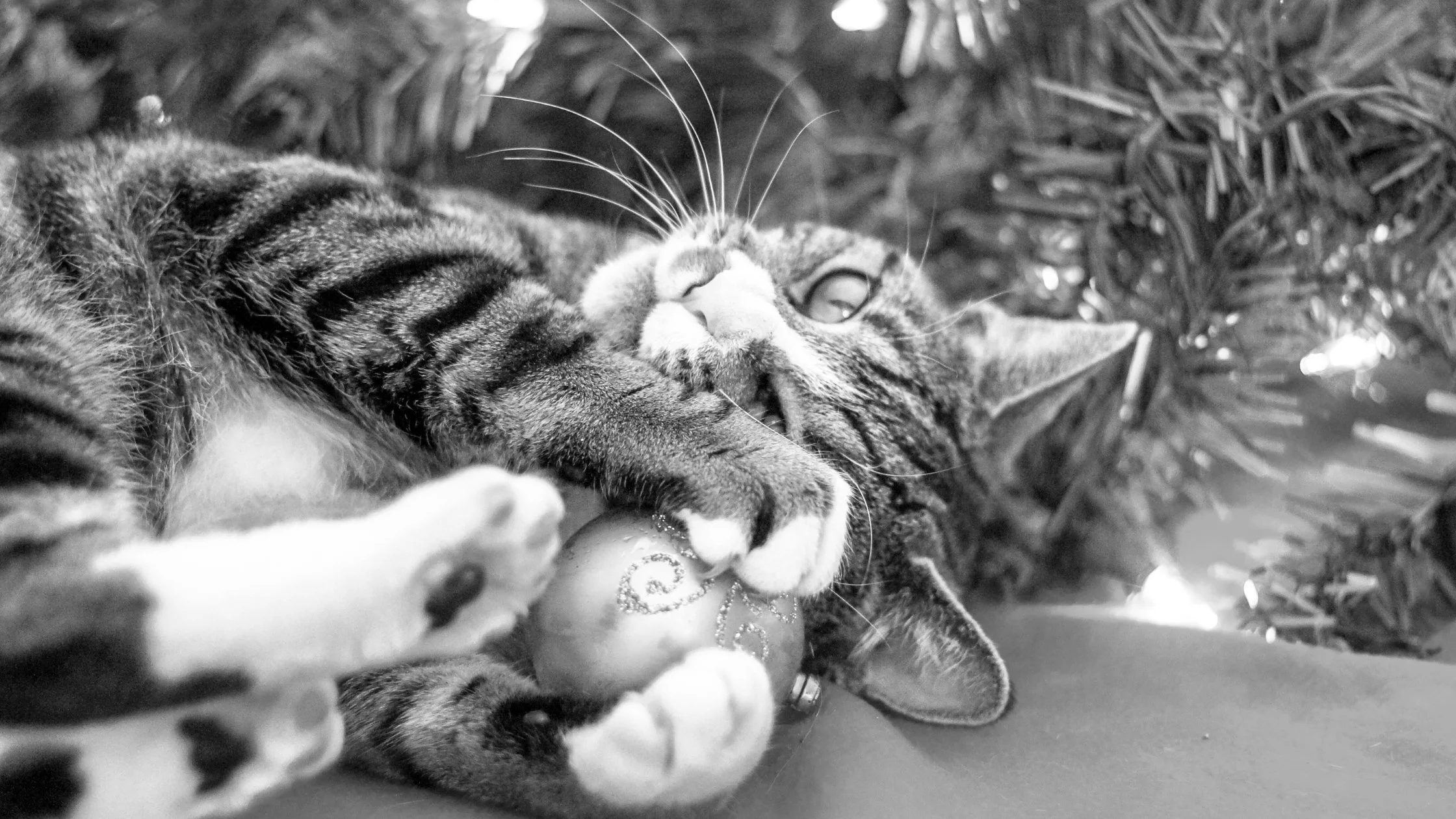 Mistletoe, Holly and Poinsettias: Pet-Safe Holiday Decorating Tips