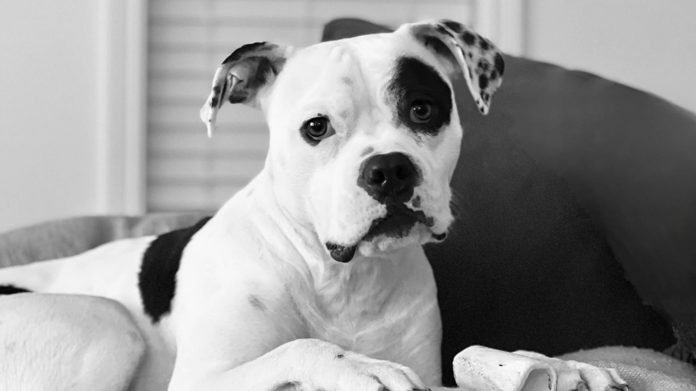 Tails Between Their Legs: Our Approach to Anxious Pets