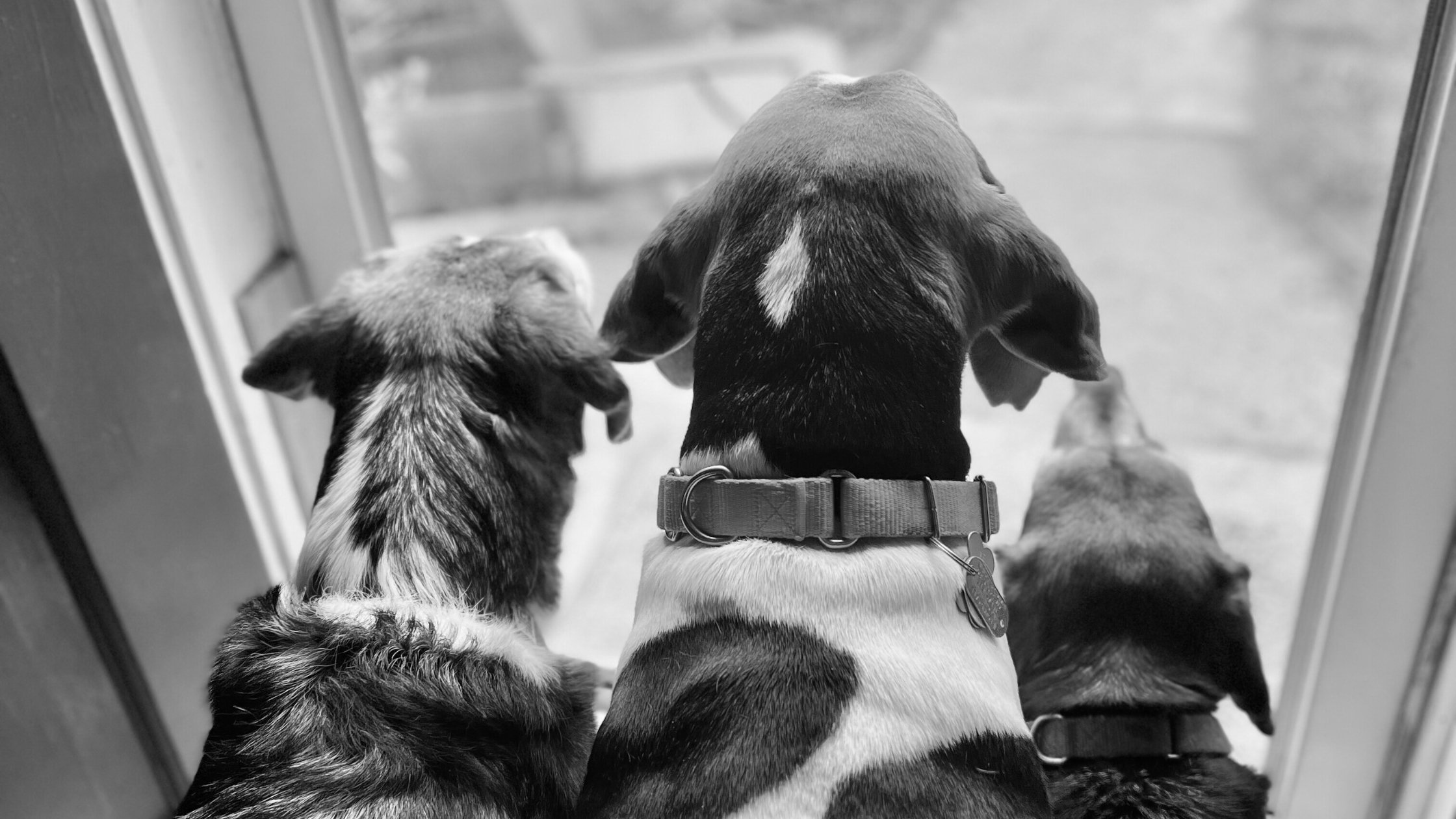 Why Your Pet Acts Different When You're Gone