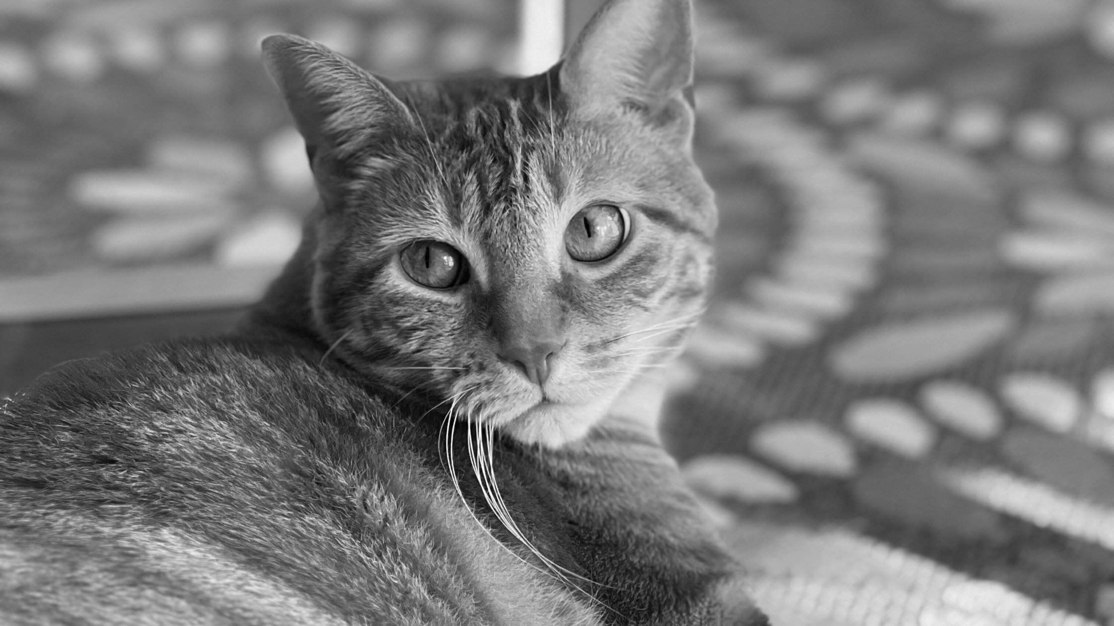 The First Visit is the Hardest: What to Expect When Hiring a New Pet Sitter