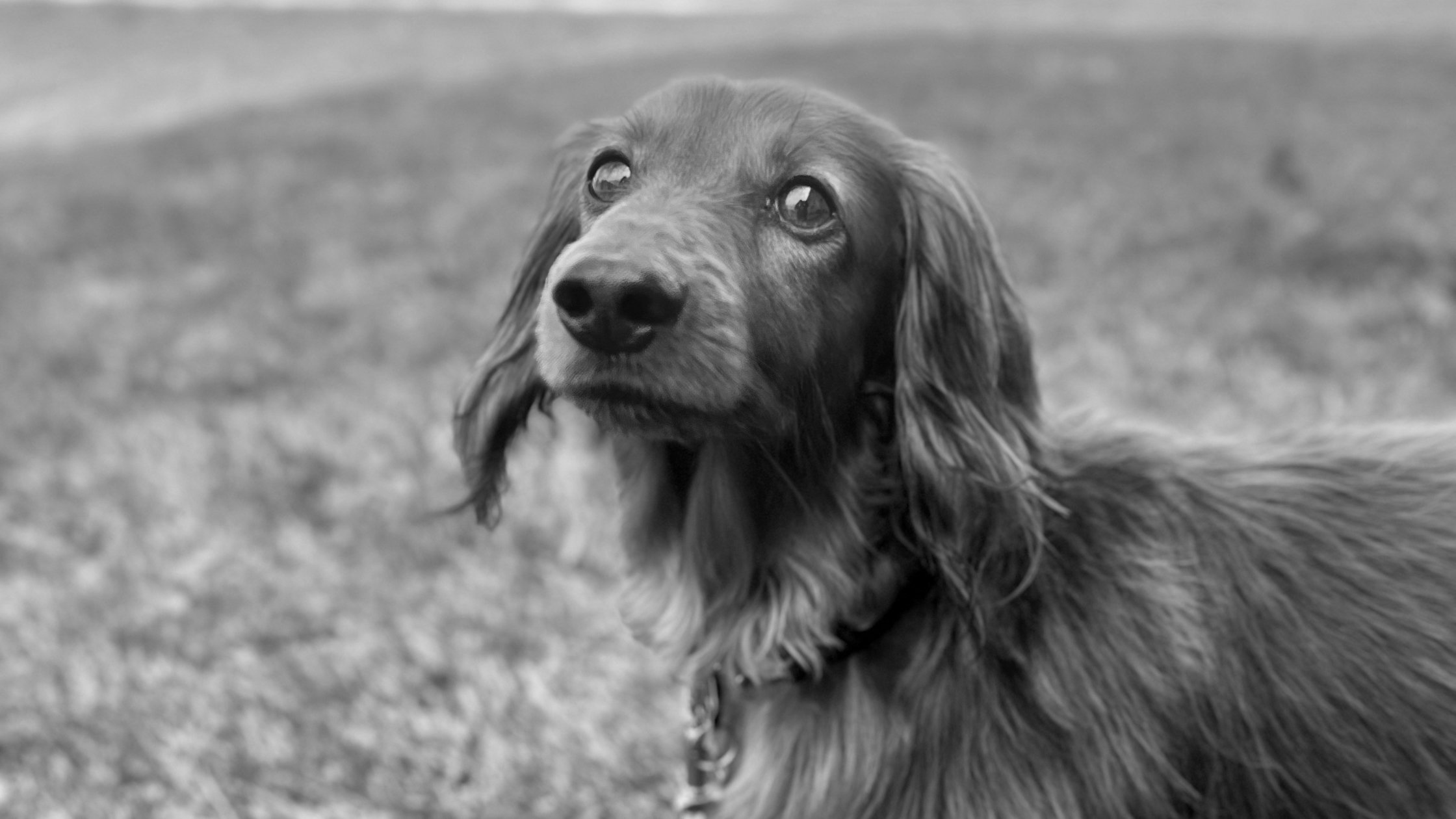 How to Prep Your Anxious Pet Before a Pet Sitter Arrives