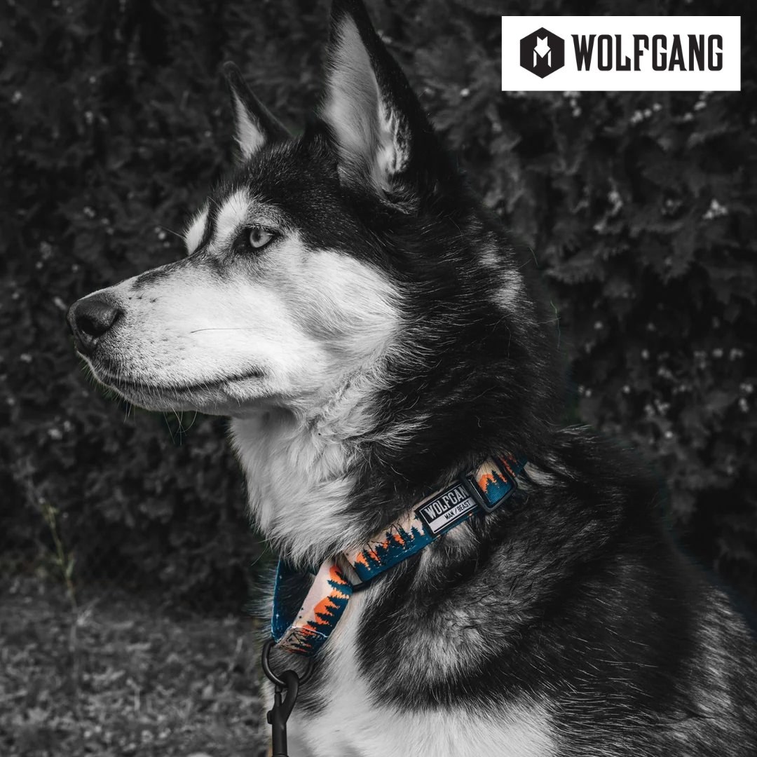 Black and white photo of a Siberian Husky dog with a colorful collar, outdoors with bushes in the background.