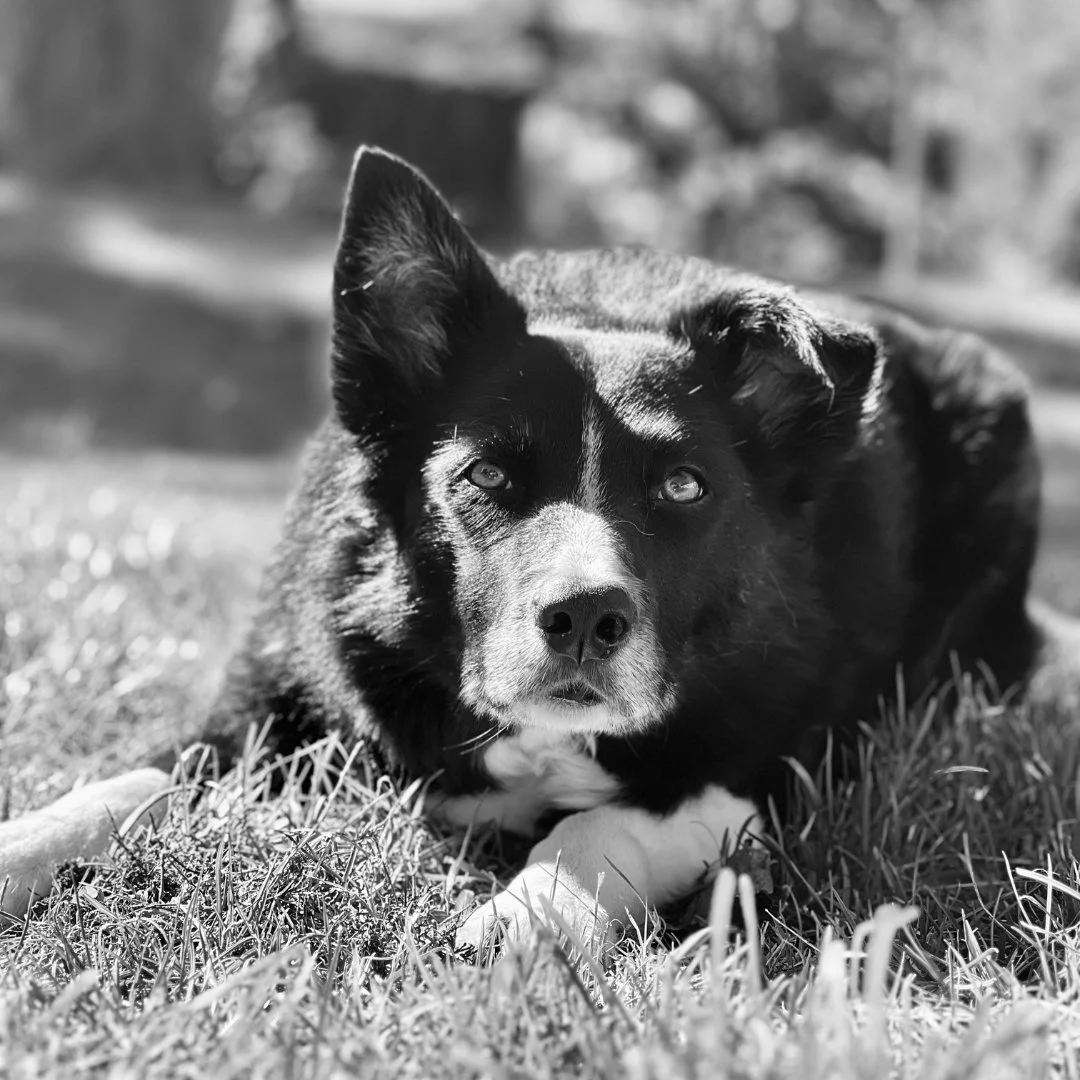 Black and white photo of a dog lying on grass, looking directly at the camera.