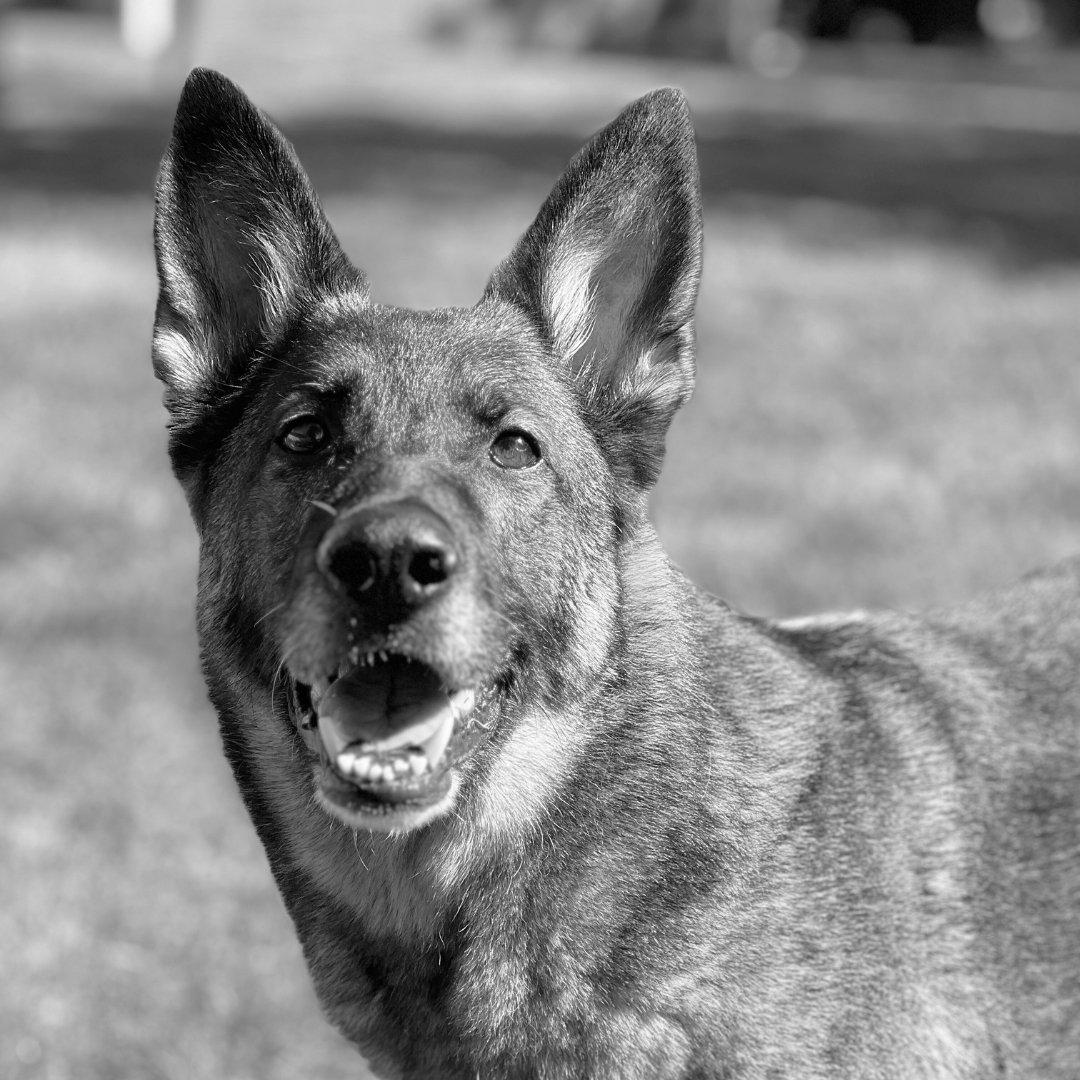 Black and white photo of a happy dog with large ears outdoors.